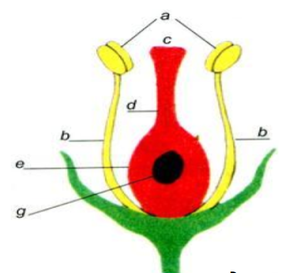 PHIẾU HỌC TẬP 1BÀI 17: ÔN TẬP CHỦ ĐỀ THỰC VẬT VÀ ĐỘNG VẬT1. Bộ phận nào của hoa là nơi sản sinh ra hạt?a) Nhịb) Nhụyc) Cánh hoad) Đài hoa2. Gọi tên các bộ phận của nhị hoa và nhụy hoa trong hình vẽ sau:......................................................................................................................................... ......................................................................................................................................... ..................................................................................................................................................................................................................................................................................3. Em hãy nêu tên một số cây có thể mọc lên từ:a. Rễ.........................................................................................................................................b. Thân......................................................................................................................................... c. Lá.........................................................................................................................................PHIẾU HỌC TẬP 2