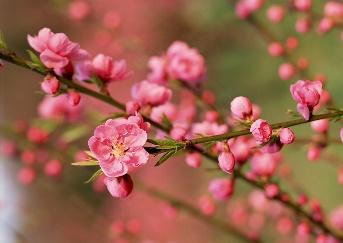 ÔN TẬP VĂN BẢN: MÙA XUÂN CHÍN