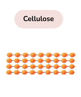 BÀI 27. TINH BỘT VÀ CELLULOSE