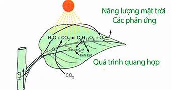 BÀI 28. TINH BỘT VÀ CELLULOSE