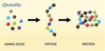 BÀI 29. PROTEIN