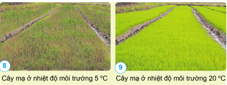 PHIẾU HỌC TẬP 1BÀI 15: THỰC VẬT CẦN GÌ ĐỂ SỐNG 1. Thực vật cần những yếu tố gì để có thể sống và phát triển bình thường? Nếu thiếu những yếu tố đó thì thực vật sẽ ra sao?........................................................................................................................................................................................................................................................................................................................................................................................................................….........................................................................................................................................2. Nếu thời tiết nắng nóng kéo dài thì cây lúa có thể sống và phát triển không? Vì sao?...........................................................................................................................................................................................................................................................................................................................................................................................................................3. Nêu ảnh hưởng của nhiệt độ môi trường đến sự phát triển của cây mạ?....................................................................................................................................................................................................................................................................................................................................................................................................................................................................................................................................................................PHIẾU HỌC TẬP 2