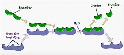 BÀI 27. GLUCOSE VÀ SACCHAROSE