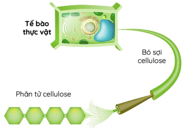 BÀI 27. TINH BỘT VÀ CELLULOSE