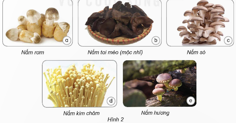 PHIẾU HỌC TẬP 1BÀI 20: NẤM ĂN VÀ NẤM MEN TRONG ĐỜI SỐNG 1. Kể tên một số loại nấm ăn mà em biết?...........................................................................................................................................................................................................................................................................................................................................................................................................................Nêu đặc điểm của loại nấm ăn trong hình sau?......................................................................................................................................................................................................................................................................................................................................................................................................................................................................................................................................................................................................................................................................................................................................................................................................................................................3. Em hãy cho biết nấm men thường được dùng để làm gì?....................................................................................................................................................................................................................................................................................................................................................................................................................................................................................................................................................................4. Kể tên một số thức ăn, đồ uống có sử dụng nấm men trong quá trình chế biến? Tác dụng của nấm men trong quá trình tạo ra những đồ ăn đó là gì?.............................................................................................................................................................................................................................................................................................................................................................................................................................................................................................................................................................................................................................................................................................................PHIẾU HỌC TẬP 2