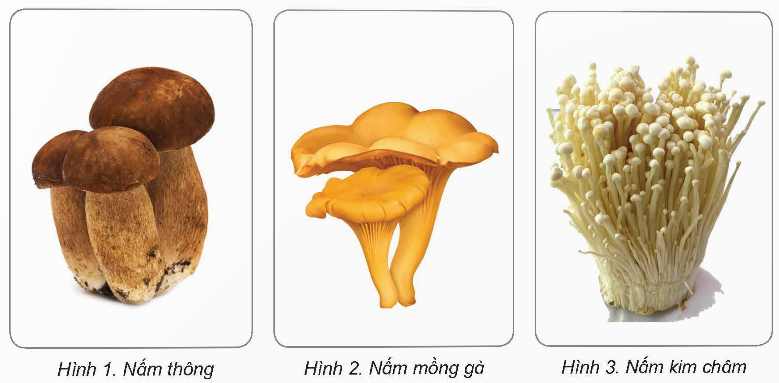 PHIẾU HỌC TẬP 1BÀI 19: SỰ ĐA DẠNG CỦA NẤM 1. Kể tên một số loại nấm mà em biết?...........................................................................................................................................................................................................................................................................................................................................................................................................................Em hãy nhận xét về hình dạng, kích thước, màu sắc của các loại nấm em trong hình dưới đây?...................................................................................................................................................................................................................................................................................................................................................................................................................................................................................................................................................................................................................................................................................................................................................................................................................................................…Em hãy khái quát lại hình dạng, kích thước, màu sắc chủ yếu của nấm?........................................................................................................................................................................................................................................................................................................................................................................................................................…PHIẾU HỌC TẬP 2