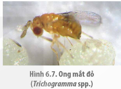 BÀI 6: BIỆN PHÁP KIỂM SOÁT SINH HỌC