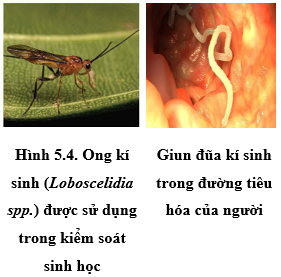 CHUYÊN ĐỀ 2. KIỂM SOÁT SINH HỌC