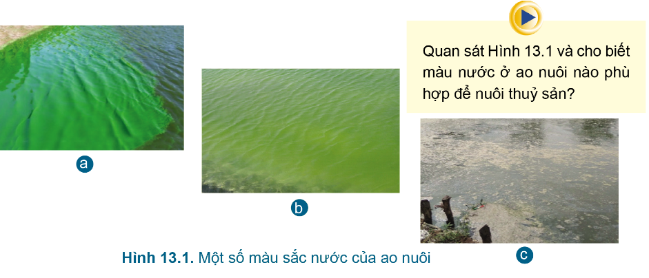 BÀI 13. QUẢN LÍ MÔI TRƯỜNG AO NUÔI VÀ PHÒNG TRỊ BỆNH THỦY SẢN