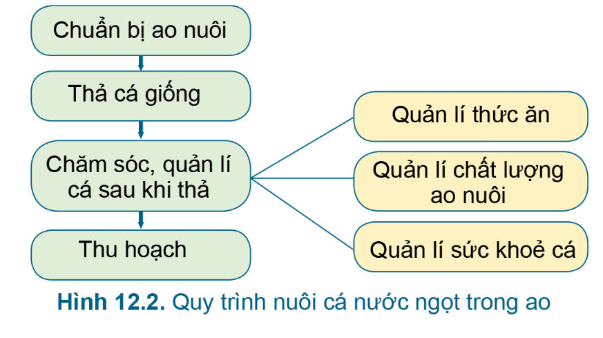 BÀI 12. QUY TRÌNH NUÔI CÁ NƯỚC NGỌT TRONG AO