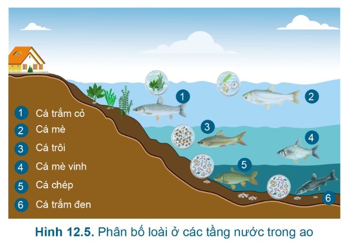 BÀI 12. QUY TRÌNH NUÔI CÁ NƯỚC NGỌT TRONG AO