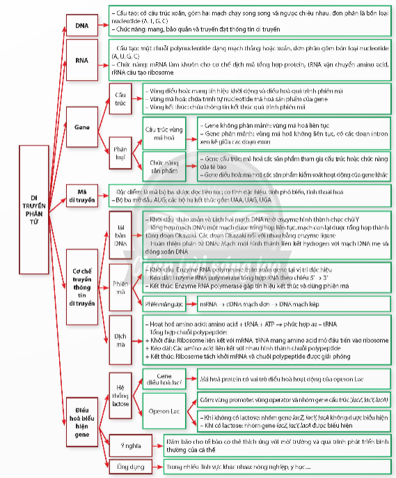 ÔN TẬP CHƯƠNG 1A. KHỞI ĐỘNGGV giao nhiệm vụ học tập; HS vận dụng kiến thức, kĩ năng đã học ở phần Di truyền học để thực hiện nhiệm vụB. HOẠT ĐỘNG HÌNH THÀNH KIẾN THỨC1. Hệ thống kiến thứcVẽ sơ đồ tư duy hệ thống hóa kiến thức chương 1Sản phẩm dự kiến:C. HOẠT ĐỘNG LUYỆN TẬPCâu 1: Hiện tượng nhiều ribosome cùng dịch mã trên một mRNA được gọi làA. DNA.               B. nucleosome.               C. polyribosome.            D. protein.Câu 2: Một đoạn NST của ruồi giấm có trình tự các gene như sau: ABCDE●GHIK (dấu ● là tâm động). Do xảy ra đột biến mất đoạn ABC, trình tự các gene trên NST sau đột biến làA. DE●GHIK.      B. DE●GHABCIK.                  C. E●GHIK.          D. CBADE●GHIK.Câu 3: Một loài thực vật, màu hoa do 2 cặp gene: A, a và B, b phân li độc lập cùng quy định. Kiểu gene có allele trội A và allele trội B quy định hoa đỏ, kiểu gene chỉ có allele trội A quy định hoa hồng, kiểu gene chỉ có allele trội B quy định hoa vàng, kiểu gene aabb quy định hoa trắng. Theo lí thuyết, phép lai nào sau đây tạo ra đời con có 4 loại kiểu hình?A. AaBB × AaBb. B. AaBb × AABb. C. AaBb × aabb.   D. AABB × aabb.Câu 4: Trên một NST thường, khoảng cách giữa hai gene A và B là 34 cM. Theo lí thuyết, tần số hoán vị giữa hai gene này làA. 33%.                B. 17%.                C. 66%.                D. 34%.Câu 5: Màu sắc của hoa loa kèn do gene nằm trong tế bào chất quy định, trong đó hoa vàng trội so với hoa xanh. Lấy hạt phấn của hoa vàng thụ phân cho cây hoa xanh thu được F1. Cho F1 tự thụ phấn thì tỉ lệ kiểu hình ở đời F2 làA. Trên mỗi cây đều có cả hoa vàng và xanh.B. 75% vàng : 25% xanh.C. 100% hoa vàng.D. 100% hoa xanh.Đáp án gợi ý:Câu 1Câu 2Câu 3Câu 4Câu 5CACDDD. HOẠT ĐỘNG VẬN DỤNG