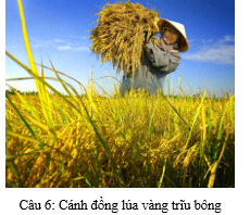 BÀI 1: MÙA THU HOẠCH(11 CÂU)A. CÂU HỎI TRẮC NGHIỆM1. NHẬN BIẾT (4 CÂU)Câu 1: Kết hợp hình hoạt động của nhóm nhân vật chính với cảnh vật có thể tạo được:A. Bức tranh lao động lao động trong mùa thu hoạch.B. Cảnh sắc thiên nhiên trong tranh vẽ.C. Thời gian thu hoạch.D. Màu sắc hài hòa, bắt mắt. Câu 2: Vẽ tranh về đề tài mùa thu hoạch cần mấy bước?A. Hai bước.C. Bốn bước.B. Ba bước.D. Năm bước. Câu 3: Vẽ tranh về chủ đề mùa thu hoạch là:A. Cách thể hiện vể đẹp của thiên nhiên.B. Cách thể hiện vẻ đẹp và tôn vinh giá trị lao động của con người trong cuộc sống.C. Cách thể hiện giá trị của mùa bội thu.D. Cách thể hiện vẻ đẹp phẩm chất của con người Việt Nam. Câu 4: Tác phẩm Làm gạo của tác giả Nguyễn Thế Vinh được sử dụng chất liệu nào?A. Sơn dầu.C. Sơn mài.B. Màu goát.D. Bút dạ.  2. THÔNG HIỂU (3 CÂU)Câu 1: Đâu không phải là một trong các bước vẽ tranh về đề tài mùa thu hoạch?A. Vẽ các nhân vật chính thể hiện công việc của mùa thu hoạch.B. Vẽ phác họa nhân vật phụ trước tiên.C. Vẽ cảnh vật phù hợp với các công việc của nhân vật.D. Vẽ màu cho các nhân vật chính. Câu 2: Đâu là bước đầu tiên để vẽ tranh về đề tài mùa thu hoạch?A. Vẽ các nhân vật chính thể hiện công việc của mùa thu hoạch.B. Vẽ cảnh vật phù hợp với các công việc của nhân vật.C. Vẽ nhân vật phụ thể hiện công việc của mùa thu hoạch.D. Vẽ các chi tiết từ xa tới gần. Câu 3: Đâu là bước cuối cùng để vẽ tranh về đề tài mùa thu hoạch?A. Vẽ nhân vật phụ thể hiện công việc của mùa thu hoạch.B. Vẽ màu cho các nhân vật phụ.C. Vẽ màu, hoàn thiện bức tranh.D. Vẽ màu cho các nhân vật chính. 3. VẬN DỤNG (2 CÂU)Câu 1: Quan sát bức tranh dưới đây và cho biết người nông dân đang thu hoạch gì?A. Lúa gạo.B. Lúa mì.C. Ngô.D. Sắn.  Câu 2: Người dân Ninh Thuận thu hoạch nho vào tháng mấy trong năm?A. Tháng 2, 3 và 4.C. Tháng 8, 9 và 10.B. Tháng 4, 5 và 6.D. Tháng 10. 11 và 12.---------------- Còn tiếp ------------------ BÀI 2: ĐỒ CHƠI DÂN GIAN(10 CÂU)