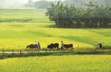 CHỦ ĐỀ 5: NHỮNG VIỆC LÀM BÌNH DỊ MÀ CAO QUÝ TRONG CUỘC SỐNG(12 CÂU) A. CÂU HỎI TRẮC NGHIỆM1. NHẬN BIẾT (5 CÂU)Câu 1: Những việc làm bình dị mà cao quý là: A.  Việc từ thiện.  B. Việc tốt cho cá nhân. C. Việc tốt, có ích.D. Việc được công nhận.  Câu 2: Các sáng tác về đề tài xã hội phản ánh điều gì?A. Cuộc sống hằng ngày. B. Hoạt động của con người. C. Các sự kiện được tổ chức. D. Chuyển dịch về kinh tế. Câu 3: Tranh về những việc làm bình dị mà cao quý thường được quan sát: A. Thông qua lời kể. B. Thông qua video. C. Thông qua ảnh chụp. D. Trực quan. Câu 4: Vẻ đẹp của con người trong tác phẩm mĩ thuật thể hiện qua điều gì?A. Ánh mắt.B. Hành động. C. Ngôn ngữ cơ thể. D. Biểu cảm. Câu 5:  Tranh về Những việc làm bình dị mà cao quý trong cuộc sống nên trưng bày ở: A. Công viên.B. Thư việnC. Triển lãm. D. Phòng truyền thống.  2. THÔNG HIỂU (3 CÂU)Câu 1: Đâu không phải là đối tượng hướng đến cả những việc làm bình dị mà cao quý?A. Quê hương đất nước. B. Cộng đồng. C. Tập thể.D. Cá nhân. Câu 2: Đâu không phải là một trong những bước tạo sản phẩm mĩ thuật vẽ màu sáp về chủ đề Những việc làm bình dị mà cao quý trong cuộc sống?A. Vẽ chi tiết cảnh quan. B. Vẽ hình chi tiết. C. Lựa chọn màu để thể hiện, tạo hòa sắc chung. D. Vẽ phác, xây dựng bố cục. Câu 3: Nội dung nào dưới đây không phải là một trong những bước để tạo sản phẩm mĩ thuật mô hình thể hiện vẻ đẹp tình quân dân? A. Phác hình thể hiện nhân vật. B. Dùng keo cố định nhân vật và chân đứng. C. Lựa chọn màu thể hiện nhân vật.D. Gấp bìa tạo đế dán phía sau để dựng đứng nhân vật. 3. VẬN DỤNG (2 CÂU)Câu 1: Hình ảnh dưới đây thể hiện những việc làm bình dị mà cao quý?A. Cô giáo giảng bài. B. Bộ đội giúp người dân gặt lúa.C. Người nông dân ra đồng. D. Học sinh tích cực học tập.  ---------------- Còn tiếp ------------------ CHỦ ĐỀ 6: CẢNH SẮC QUEE4 HƯƠNG(12 CÂU)