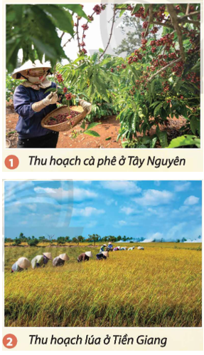 BÀI 1: MÙA THU HOẠCH(11 CÂU)A. CÂU HỎI TRẮC NGHIỆM1. NHẬN BIẾT (4 CÂU)Câu 1: Kết hợp hình hoạt động của nhóm nhân vật chính với cảnh vật có thể tạo được:A. Bức tranh lao động lao động trong mùa thu hoạch.B. Cảnh sắc thiên nhiên trong tranh vẽ.C. Thời gian thu hoạch.D. Màu sắc hài hòa, bắt mắt. Câu 2: Vẽ tranh về đề tài mùa thu hoạch cần mấy bước?A. Hai bước.C. Bốn bước.B. Ba bước.D. Năm bước. Câu 3: Vẽ tranh về chủ đề mùa thu hoạch là:A. Cách thể hiện vể đẹp của thiên nhiên.B. Cách thể hiện vẻ đẹp và tôn vinh giá trị lao động của con người trong cuộc sống.C. Cách thể hiện giá trị của mùa bội thu.D. Cách thể hiện vẻ đẹp phẩm chất của con người Việt Nam. Câu 4: Tác phẩm Làm gạo của tác giả Nguyễn Thế Vinh được sử dụng chất liệu nào?A. Sơn dầu.C. Sơn mài.B. Màu goát.D. Bút dạ.  2. THÔNG HIỂU (3 CÂU)Câu 1: Đâu không phải là một trong các bước vẽ tranh về đề tài mùa thu hoạch?A. Vẽ các nhân vật chính thể hiện công việc của mùa thu hoạch.B. Vẽ phác họa nhân vật phụ trước tiên.C. Vẽ cảnh vật phù hợp với các công việc của nhân vật.D. Vẽ màu cho các nhân vật chính. Câu 2: Đâu là bước đầu tiên để vẽ tranh về đề tài mùa thu hoạch?A. Vẽ các nhân vật chính thể hiện công việc của mùa thu hoạch.B. Vẽ cảnh vật phù hợp với các công việc của nhân vật.C. Vẽ nhân vật phụ thể hiện công việc của mùa thu hoạch.D. Vẽ các chi tiết từ xa tới gần. Câu 3: Đâu là bước cuối cùng để vẽ tranh về đề tài mùa thu hoạch?A. Vẽ nhân vật phụ thể hiện công việc của mùa thu hoạch.B. Vẽ màu cho các nhân vật phụ.C. Vẽ màu, hoàn thiện bức tranh.D. Vẽ màu cho các nhân vật chính. 3. VẬN DỤNG (2 CÂU)Câu 1: Quan sát bức tranh dưới đây và cho biết người nông dân đang thu hoạch gì?A. Lúa gạo.B. Lúa mì.C. Ngô.D. Sắn.  Câu 2: Người dân Ninh Thuận thu hoạch nho vào tháng mấy trong năm?A. Tháng 2, 3 và 4.C. Tháng 8, 9 và 10.B. Tháng 4, 5 và 6.D. Tháng 10. 11 và 12.---------------- Còn tiếp ------------------ BÀI 2: ĐỒ CHƠI DÂN GIAN(10 CÂU)