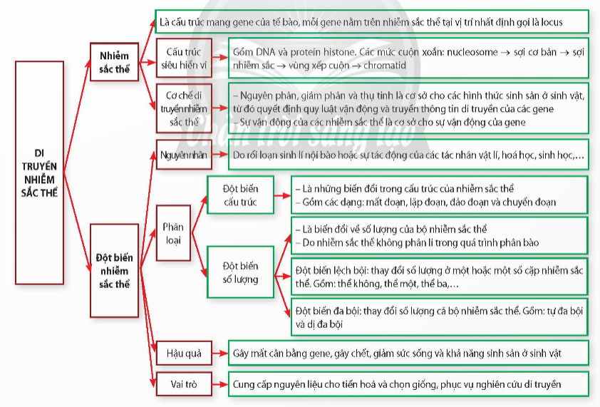 ÔN TẬP CHƯƠNG 1A. KHỞI ĐỘNGGV giao nhiệm vụ học tập; HS vận dụng kiến thức, kĩ năng đã học ở phần Di truyền học để thực hiện nhiệm vụB. HOẠT ĐỘNG HÌNH THÀNH KIẾN THỨC1. Hệ thống kiến thứcVẽ sơ đồ tư duy hệ thống hóa kiến thức chương 1Sản phẩm dự kiến:C. HOẠT ĐỘNG LUYỆN TẬPCâu 1: Hiện tượng nhiều ribosome cùng dịch mã trên một mRNA được gọi làA. DNA.               B. nucleosome.               C. polyribosome.            D. protein.Câu 2: Một đoạn NST của ruồi giấm có trình tự các gene như sau: ABCDE●GHIK (dấu ● là tâm động). Do xảy ra đột biến mất đoạn ABC, trình tự các gene trên NST sau đột biến làA. DE●GHIK.      B. DE●GHABCIK.                  C. E●GHIK.          D. CBADE●GHIK.Câu 3: Một loài thực vật, màu hoa do 2 cặp gene: A, a và B, b phân li độc lập cùng quy định. Kiểu gene có allele trội A và allele trội B quy định hoa đỏ, kiểu gene chỉ có allele trội A quy định hoa hồng, kiểu gene chỉ có allele trội B quy định hoa vàng, kiểu gene aabb quy định hoa trắng. Theo lí thuyết, phép lai nào sau đây tạo ra đời con có 4 loại kiểu hình?A. AaBB × AaBb. B. AaBb × AABb. C. AaBb × aabb.   D. AABB × aabb.Câu 4: Trên một NST thường, khoảng cách giữa hai gene A và B là 34 cM. Theo lí thuyết, tần số hoán vị giữa hai gene này làA. 33%.                B. 17%.                C. 66%.                D. 34%.Câu 5: Màu sắc của hoa loa kèn do gene nằm trong tế bào chất quy định, trong đó hoa vàng trội so với hoa xanh. Lấy hạt phấn của hoa vàng thụ phân cho cây hoa xanh thu được F1. Cho F1 tự thụ phấn thì tỉ lệ kiểu hình ở đời F2 làA. Trên mỗi cây đều có cả hoa vàng và xanh.B. 75% vàng : 25% xanh.C. 100% hoa vàng.D. 100% hoa xanh.Đáp án gợi ý:Câu 1Câu 2Câu 3Câu 4Câu 5CACDDD. HOẠT ĐỘNG VẬN DỤNG