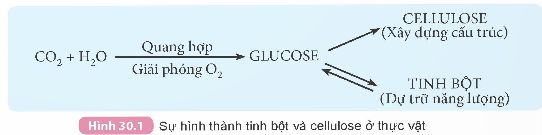 I. GIÁO ÁN WORD KÌ 2 HÓA HỌC 9 KẾT NỐI TRI THỨCGiáo án KHTN 9 kết nối bài 25: Nguồn nhiên liệuGiáo án KHTN 9 kết nối bài 26: Ethylic alcoholGiáo án KHTN 9 kết nối bài 27: Acetic acidGiáo án KHTN 9 kết nối bài 28: LipidGiáo án KHTN 9 kết nối bài 29: Carbohydrate. Glucose và saccharoseGiáo án KHTN 9 kết nối bài 30: Tinh bột và celluloseGiáo án KHTN 9 kết nối bài 31: ProteinGiáo án KHTN 9 kết nối bài 32: PolymerGiáo án KHTN 9 kết nối bài 33: Sơ lược về hoá học vỏ Trái Đất và khai thác tài nguyên từ vỏ Trái ĐấtGiáo án KHTN 9 kết nối bài 34: Khai thác đá vôi. Công nghiệp silicateGiáo án KHTN 9 kết nối bài 35: Khai thác nhiên liệu hoá thạch. Nguồn carbon. Chu trình carbon và sự ấm lên toàn cầuNgày soạn:…/…/…Ngày dạy:…/…/…BÀI 29. CARBOHYDRATE GLUCOSE VÀ SACCHAROSEI. MỤC TIÊU1. Về kiến thứcSau bài học này, HS sẽ:Nêu được thành phần nguyên tố, công thức chung của carbohydrate.Nêu được công thức phân tử, trạng thái tự nhiên, tính chất vật lí (trạng thái, màu sắc, mùi, vị, tính tan, khối lượng riêng) của glucose và saccharose.Trình bày được tính chất hóa học của glucose (phản ứng tráng bạc, phản ứng lên men rượu), của saccharose (phản ứng thủy phân có xúc tác acid hoặc enzyme). Viết được các phương trình hóa học xảy ra dưới dạng công thức phân tử.Tiến hành được thí nghiệm (hoặc quan sát thí nghiệm) phản ứng tráng bạc của glucose.Trình bày được vai trò và ứng dụng của glucose (chất dinh dưỡng quan trọng của người và động vật) và của saccharose (nguyên liệu quan trọng trong công nghiệp thực phẩm). Ý thức được tầm quan trọng của việc sử dụng hợp lí saccharose. Nhận biết được các loại thực phẩm giàu saccharose và hoa quả giàu glucose.2. Năng lựcNăng lực chung: Năng lực giao tiếp và hợp tác: Chủ động giao tiếp trong nhóm, trình bày rõ ý tưởng cá nhân và hỗ trợ nhau hoàn thành nhiệm vụ chung, tự tin và biết kiểm soát cảm xúc, thái độ khi nói trước nhiều người.Năng lực giải quyết vấn đề và sáng tạo: Thu thập và làm rõ thông tin có liên quan đến vấn đề; phân tích để xây dựng được các ý tưởng phù hợp.Năng lực đặc thù: Năng lực vận dụng kiến thức, kĩ năng đã học: Nhận ra, giải thích được vấn đề thực tiễn dựa trên kiến thức khoa học tự nhiên.Năng lực tìm hiểu tự nhiên: Sử dụng được ngôn ngữ, hình vẽ, sơ đồ, biểu bảng để biểu đạt quá trình tìm hiểu vấn đề và kết quả tìm kiếm.Viết được báo cáo sau quá trình tìm hiểu.Năng lực nhận thức khoa học tự nhiên: Nêu được thành phần nguyên tố, công thức chung của carbohydrate.Nêu được công thức phân tử, trạng thái tự nhiên, tính chất vật lí (trạng thái, màu sắc, mùi, vị, tính tan, khối lượng riêng) của glucose và saccharose.Trình bày được tính chất hóa học của glucose (phản ứng tráng bạc, phản ứng lên men rượu), của saccharose (phản ứng thủy phân có xúc tác acid hoặc enzyme). Viết được các phương trình hóa học xảy ra dưới dạng công thức phân tử.Tiến hành được thí nghiệm (hoặc quan sát thí nghiệm) phản ứng tráng bạc của glucose.Trình bày được vai trò và ứng dụng của glucose (chất dinh dưỡng quan trọng của người và động vật) và của saccharose (nguyên liệu quan trọng trong công nghiệp thực phẩm). Ý thức được tầm quan trọng của việc sử dụng hợp lí saccharose. Nhận biết được các loại thực phẩm giàu saccharose và hoa quả giàu glucose.3. Phẩm chấtTham gia tích cực hoạt động nhóm phù hợp với khả năng của bản thân.Cẩn trọng, trung thực và thực hiện các yêu cầu trong bài học.II. THIẾT BỊ DẠY HỌC VÀ HỌC LIỆU1. Đối với giáo viênTài liệu: SGK, SGV Khoa học Tự nhiên 9, hình ảnh, mẫu vật một số loại carbohydrate có trong chương trình; video thí nghiệm tráng gương của glucose. Thiết bị dạy học: Máy tính, máy chiếu.2. Đối với học sinhTài liệu: SGK Khoa học Tự nhiên 9 Tranh ảnh, tư liệu sưu tầm liên quan đến bài học theo yêu cầu của GV.III. TIẾN TRÌNH DẠY HỌCA. HOẠT ĐỘNG KHỞI ĐỘNGa. Mục tiêu: HS có hứng thú học tập, nhu cầu tìm hiểu; dùng những kiến thức, kĩ năng cần thiết để thực hiện yêu cầu, khám phá kiến thức mới. b. Nội dung: Quan sát hình ảnh GV cung cấp và thực hiện yêu cầu theo hướng dẫn của GV. c. Sản phẩm: Câu trả lời của HS về một số loại thức ăn chứa carbohydrate.d. Tổ chức thực hiệnBước 1: GV chuyển giao nhiệm vụ học tập- GV nêu câu hỏi vào bài: Em có biết thức ăn nào chứa carbohydrate không? Đó là chất vô cơ hay hữu cơ?- GV cho HS quan sát hình ảnh một số loại thức ăn có chứa carbohydrate.- GV yêu cầu HS vận dụng kiến thức thực tế, trả lời câu hỏi: Em biết gì về hiện tượng hạ đường huyết? Biểu hiện, nguyên nhân, cách phòng tránh và xử trí khi bị hạ đường huyết là gì?Bước 2: HS tiếp nhận, thực hiện nhiệm vụ học tập- HS làm việc cá nhân, quan sát hình và suy nghĩ trả lời câu hỏi của GV. - GV hướng dẫn, hỗ trợ HS (nếu cần thiết). Bước 3: Báo cáo kết quả hoạt động, thảo luận- GV mời 2 – 3 HS trả lời câu hỏi: + Một số loại thức ăn chứa carbohydrate là gạo, táo, cam, khoai lang,…. Carbohydrate là hợp chất hữu cơ.+ Một số thông tin về hạ đường huyết:Hạ đường huyết là tình trạng lượng đường trong máu quá thấp.Nguyên nhân: không ăn đủ lượng đường bột cần thiết, chế độ ăn kiêng không hợp lí,…Triệu chứng: run rẩy, chóng mặt, đau đầu; thường đổ mồ hôi và cảm thấy đói,…Cách phòng tránh: ăn uống điều độ, nên kiểm tra lượng đường huyết dựa trên lịch mà bác sĩ yêu cầu,…Cách xử trí: ăn các bữa ăn nhẹ ngay khi lượng đường quá thấp hoặc khi gặp các triệu chứng của bệnh.- Các HS khác lắng nghe để nhận xét câu trả lời của bạn mình.- GV khuyến khích HS có thể có nhiều ý kiến khác nhau trong quá trình thực hiện bài tập. Bước 4: Đánh giá kết quả thực hiện nhiệm vụ học tập- GV nhận xét, dẫn dắt HS vào bài học: Một số chất tạo vị ngọt trong bánh kẹo, nước uống, lương thực như gạo, ngô, khoai, sắn và các chất tạo bộ khung cứng cho cây trồng đều thuộc loại hợp chất carbohydrate. Vậy giữa các chất này có đặc điểm gì giống và khác nhau? Chúng có mối liên hệ gì giữa cấu tạo và tính chất? Vai trò của carbohydrate trong cơ thể và trong ngành công nghiệp thực phẩm là gì? Chúng ta cùng tìm hiểu bài học hôm nay để biết câu trả lời nhé - Bài 29 – Carbohydrate. Glucose và saccharose.B. HOẠT ĐỘNG HÌNH THÀNH KIẾN THỨCHoạt động 1. Khái niệm carbohydratea. Mục tiêu: HS xác định được thành phần nguyên tố, công thức chung của carbohydrate, từ đó xây dựng khái niệm carbohydrate.b. Nội dung: HS quan sát hình, đọc các thông tin trong SGK trang 131-132 và thực hiện yêu cầu ở mục hoạt động.c. Sản phẩm: HS chỉ ra được thành phần nguyên tố, công thức phân tử và nêu được khái niệm carbohydrate.d. Tổ chức hoạt động:HOẠT ĐỘNG CỦA GV - HSDỰ KIẾN SẢN PHẨMBước 1: GV chuyển giao nhiệm vụ học tập- GV yêu cầu HS quan sát hình 29.1.- GV yêu cầu HS làm việc cá nhân, suy nghĩ, trả lời câu hỏi: Carbohydrate được tạo thành từ những nguyên tố nào?- GV nêu câu hỏi mở rộng: Viết lại công thức phân tử của mỗi chất dưới dạng Cn(H2O)m.- GV lưu ý: Công thức chung Cn(H2O)m có thể là dạng công thức của một số hợp chất không thuộc loại carbohydrate (ví dụ: acetic acid cũng có thể viết C2(H2O)2), và ngược lại cũng có carbohydrate không có công thức chung này (ví dụ: 2-deoxyribose, C5H10O4, các loại carbohydrate chứa nitrogen như glucosamine và chitin).Bước 2: HS tiếp nhận, thực hiện nhiệm vụ học tập-  HS quan sát hình, đọc thông tin trong SGK để trả lời câu hỏi.- GV hướng dẫn, hỗ trợ HS (nếu cần thiết).Bước 3: Báo cáo kết quả hoạt động, thảo luận- GV mời đại diện 2 – 3 HS trả lời câu hỏi. * Trả lời câu hỏi của GV (mục Hoạt động): 1. Carbohydrate được cấu tạo từ các nguyên tố C, H, O.2. a) C6H12O6 → C6(H2O)6.b) C12H22O11 → C12(H2O)11.c) (C6H10O5)n → C6n(H2O)5n.→ Các công thức này đều có dạng chung Cn(H2O)m.  - GV yêu cầu các HS khác lắng nghe, nhận xét, nêu ý kiến bổ sung (nếu có).Bước 4: Đánh giá kết quả thực hiện nhiệm vụ học tập- GV đánh giá câu trả lời của HS, đưa ra kết luận về công thức khái niệm carbohydrate.- GV chuyển sang nội dung mới.I. Khái niệm carbohydrate- Khái niệm: Carbohydrate là loại hợp chất hữu cơ chứa các nguyên tố carbon, hydrogen và oxygen.- Thường có công thức chung: Cn(H2O)m.- Một số loại carbohydrate phổ biến:GlucoseSaccharoseTinh bột và cellulose Hoạt động 2. Trạng thái tự nhiên, tính chất vật lí của glucose và saccharosea. Mục tiêu: HS nêu được công thức phân tử, trạng thái tự nhiên, tính chất vật lí (trạng thái, màu sắc, mùi, vị, tính tan, khối lượng riêng) của glucose và saccharose.b. Nội dung: HS đọc thông tin trong SGK trang 132 và hoàn thành yêu cầu của GV.c. Sản phẩm: Câu trả lời của HS về công thức phân tử, trạng thái tự nhiên, tính chất vật lí (trạng thái, màu sắc, mùi, vị, tính tan, khối lượng riêng) của glucose và saccharose. d. Tổ chức hoạt động:HOẠT ĐỘNG CỦA GV - HSDỰ KIẾN SẢN PHẨMBước 1: GV chuyển giao nhiệm vụ học tập- GV yêu cầu HS dựa vào kiến thức đã học ở phần I (hình 29.1), cho biết công thức phân tử của glucose và saccharose.- GV yêu cầu HS quan sát hình 29.2.- GV yêu cầu HS làm việc cá nhân: Nhận xét về trạng thái của glucose và saccharose.- GV chia lớp thành 4 nhóm.- GV tổ chức cho các nhóm tiến hành thí nghiệm đơn giản về độ tan trong nước của glucose và saccharose ở nhiệt độ khác nhau, từ đó rút ra kết luận về độ tan trong nước của chúng.- GV cho HS khảo sát độ ngọt của glucose và saccharose bằng cách nếm thử, từ đó so sánh độ ngọt của chúng.- GV yêu cầu HS dựa vào hình ảnh, thí nghiệm (thử độ tan, độ ngọt) đã thực hiện: So sánh tính chất vật lí của glucose và saccharose. - GV yêu cầu các nhóm:+ Nhóm 1, 2: Nghiên cứu về nguồn gốc tự nhiên của glucose. + Nhóm 3, 4: Nghiên cứu về nguồn gốc tự nhiên của saccharose. Bước 2: HS tiếp nhận, thực hiện nhiệm vụ học tập-  HS nhớ lại kiến thức đã học, quan sát hình, tiến hành thí nghiệm, đọc thông tin trong bài để thực hiện yêu cầu của GV.- GV hướng dẫn, hỗ trợ HS (nếu cần thiết); ghi lại những HS tích cực, những HS chưa tích cực để điều chỉnh.Bước 3: Báo cáo kết quả hoạt động, thảo luận- GV mời đại diện 2 - 3 HS xung phong trả lời:* Trả lời câu hỏi của GV (DKSP).- Các HS khác lắng nghe, nhận xét, nêu ý kiến bổ sung (nếu có).Bước 4: Đánh giá kết quả thực hiện nhiệm vụ học tập- GV đánh giá câu trả lời của HS, đưa ra kết luận về trạng thái tự nhiên, tính chất vật lí của glucose và saccharose.- GV chuyển sang nội dung tiếp theo. II. Trạng thái tự nhiên, tính chất vật lí của glucose và saccharose - Công thức phân tử:+ Glucose: C6H12O6.+ Saccharose: C12H22O11.- Tính chất vật lí: + Giống nhau: đều là tinh thể không màu, không mùi, có vị ngọt, tan tốt trong nước.+ Khác nhau: khối lượng riêng của glucose là 1,56g/cm3; khối lượng riêng của saccharose là 1,58g/cm3.- Một số sản phẩm chứa glucose và saccharose:Sản phẩm chứa glucoseTrái cây chínMật ongNước trái cây tự nhiên Sản phẩm chứa saccharoseMía  Củ cải đườngNước trái cây tự nhiên ----------------------------------------------------------- Còn tiếp ----------------------Ngày soạn:…/…/…Ngày dạy:…/…/…BÀI 30. TINH BỘT VÀ CELLULOSEI. MỤC TIÊU1. Về kiến thứcSau bài học này, HS sẽ:Nêu được trạng thái tự nhiên, tính chất vật lí của tinh bột và cellulose.Trình bày được tính chất hóa học của tinh bột và cellulose: phản ứng thủy phân; hồ tinh bột có phản ứng với màu iodine. Viết được các phương trình hóa học của phản ứng thủy phân dưới dạng công thức phân tử.Tiến hành được (hoặc quan sát qua video) thí nghiệm phản ứng thủy phân; phản ứng màu của hồ tinh bột với iodine; nêu được hiện tượng thí nghiệm, nhận xét và rút ra kết luận về tính chất hóa học của tinh bột và cellulose.Trình bày được ứng dụng của tinh bột và cellulose trong đời sống và sản xuất, sự tạo thành tinh bột, cellulose và vai trò của chúng trong cây xanh.Nêu được tầm quan trọng của sự tạo thành tinh bộ, cellulose trong cây xanh.Nhận biết được các loại lương thực, thực phẩm giàu tinh bột và biết cách sử dụng hợp lí tinh bột.2. Năng lựcNăng lực chung: Năng lực giao tiếp và hợp tác: Chủ động giao tiếp trong nhóm, trình bày rõ ý tưởng cá nhân và hỗ trợ nhau hoàn thành nhiệm vụ chung, tự tin và biết kiểm soát cảm xúc, thái độ khi nói trước nhiều người.Năng lực giải quyết vấn đề và sáng tạo: Thu thập và làm rõ thông tin có liên quan đến vấn đề; phân tích để xây dựng được các ý tưởng phù hợp.Năng lực đặc thù: Năng lực vận dụng kiến thức, kĩ năng đã học: Nhận ra, giải thích được vấn đề thực tiễn dựa trên kiến thức khoa học tự nhiên.Năng lực tìm hiểu tự nhiên: Sử dụng được ngôn ngữ, hình vẽ, sơ đồ, biểu bảng để biểu đạt quá trình tìm hiểu vấn đề và kết quả tìm kiếm.Viết được báo cáo sau quá trình tìm hiểu.Năng lực nhận thức khoa học tự nhiên: Nêu được trạng thái tự nhiên, tính chất vật lí của tinh bột và cellulose.Trình bày được tính chất hóa học của tinh bột và cellulose: phản ứng thủy phân; hồ tinh bột có phản ứng với màu iodine. Viết được các phương trình hóa học của phản ứng thủy phân dưới dạng công thức phân tử.Tiến hành được (hoặc quan sát qua video) thí nghiệm phản ứng thủy phân; phản ứng màu của hồ tinh bột với iodine; nêu được hiện tượng thí nghiệm, nhận xét và rút ra kết luận về tính chất hóa học của tinh bột và cellulose.Trình bày được ứng dụng của tinh bột và cellulose trong đời sống và sản xuất, sự tạo thành tinh bột, cellulose và vai trò của chúng trong cây xanh.Nêu được tầm quan trọng của sự tạo thành tinh bộ, cellulose trong cây xanh.Nhận biết được các loại lương thực, thực phẩm giàu tinh bột và biết cách sử dụng hợp lí tinh bột.3. Phẩm chấtTham gia tích cực hoạt động nhóm phù hợp với khả năng của bản thân.Cẩn trọng, trung thực và thực hiện các yêu cầu trong bài học.II. THIẾT BỊ DẠY HỌC VÀ HỌC LIỆU1. Đối với giáo viênTài liệu: SGK, SGV Khoa học Tự nhiên 9, hình ảnh, mẫu vật các sản vật có chứa tinh bột và cellulose; video thí nghiệm tinh bột với iodine; hóa chất, dụng cụ cho phản ứng thủy phân tinh bột. Thiết bị dạy học: Máy tính, máy chiếu.2. Đối với học sinhTài liệu: SGK Khoa học Tự nhiên 9 Tranh ảnh, tư liệu sưu tầm liên quan đến bài học theo yêu cầu của GV.III. TIẾN TRÌNH DẠY HỌCA. HOẠT ĐỘNG KHỞI ĐỘNGa. Mục tiêu: HS có hứng thú học tập, nhu cầu tìm hiểu; dùng những kiến thức, kĩ năng cần thiết để thực hiện yêu cầu, khám phá kiến thức mới. b. Nội dung: Quan sát hình ảnh GV cung cấp và thực hiện yêu cầu theo hướng dẫn của GV. c. Sản phẩm: Câu trả lời của HS về chất hữu cơ có trong thực phẩm và thực vật.d. Tổ chức thực hiệnBước 1: GV chuyển giao nhiệm vụ học tập- GV cho HS quan sát hình ảnh sau.Khoai tâyGạoBánh mìGiấyBôngGỗ- GV nêu câu hỏi: Em biết gì về đặc điểm chung trong thành phần của những mẫu vật trên?Bước 2: HS tiếp nhận, thực hiện nhiệm vụ học tập- HS làm việc cá nhân, quan sát hình và suy nghĩ trả lời câu hỏi của GV. - GV hướng dẫn, hỗ trợ HS (nếu cần thiết). Bước 3: Báo cáo kết quả hoạt động, thảo luận- GV mời 2 – 3 HS trả lời câu hỏi: + Khoai tây, gạo, bánh mì: có chứa tinh bột.+ Giấy, bông, gỗ: có chứa cellulose.- Các HS khác lắng nghe để nhận xét câu trả lời của bạn mình.- GV khuyến khích HS có thể có nhiều ý kiến khác nhau trong quá trình thực hiện bài tập. Bước 4: Đánh giá kết quả thực hiện nhiệm vụ học tập- GV nhận xét, dẫn dắt HS vào bài học: Tinh bột và cellulose là những carbohydrate phức tạp có vai trò khác nhau trong cơ thể sinh vật. Vai trò chính của tinh bột là nguồn dự trữ năng lượng, còn vai trò chính của cellulose là tạo nên bộ khung của thực vật. Vậy tinh bột và cellulose có những tính chất nào? Chúng có vai trò và ứng dụng gì trong đời sống? Chúng ta cùng tìm hiểu bài học hôm nay để biết câu trả lời nhé - Bài 30 – Tinh bột và cellulose. B. HOẠT ĐỘNG HÌNH THÀNH KIẾN THỨCHoạt động 1. Tính chất vật lí và trạng thái tự nhiêna. Mục tiêu: HS nêu được:- Trạng thái tự nhiên, tính chất vật lí của tinh bột và cellulose.- Vai trò của tinh bột và cellulose trong cây xanh.- Tầm quan trọng của sự tạo thành tinh bột, cellulose trong cây xanh.b. Nội dung: HS quan sát hình, đọc các thông tin trong SGK trang 135-136 và thực hiện yêu cầu ở mục câu hỏi và bài tập.c. Sản phẩm: HS chỉ ra được trạng thái tự nhiên, tính chất vật lí, vai trò và tầm quan trọng của sự tạo thành tinh bột, cellulose trong cây xanh.d. Tổ chức hoạt động:HOẠT ĐỘNG CỦA GV - HSDỰ KIẾN SẢN PHẨMBước 1: GV chuyển giao nhiệm vụ học tập- GV yêu cầu HS quan sát hình sau.Tinh bộtCellulose - GV yêu cầu HS làm việc cá nhân, dựa vào hình ảnh và kiến thức đã có, cho biết: Em có nhận xét gì về tính chất vật lí của tinh bột và cellulose (dạng tồn tại, màu sắc, độ tan,…)?- GV cung cấp cho HS công thức phân tử của tinh bột và cellulose.- GV yêu cầu HS dựa và hình ảnh ở hoạt động mở đầu, suy nghĩ, trả lời câu hỏi: Tinh bột và cellulose được tìm thấy ở đâu (thực vật, động vật,…)?- GV yêu cầu HS quan sát hình 30.1.- GV yêu cầu HS thảo luận nhóm đôi, dựa vào hình, đọc thông tin trong SGK và cho biết: Sự hình thành tinh bột và cellulose ở thực vật diễn ra như thế nào?- GV cung cấp thêm thông tin về vai trò của tinh bột và cellulose đối với thực vật.Bước 2: HS tiếp nhận, thực hiện nhiệm vụ học tập-  HS quan sát hình, đọc thông tin trong SGK để trả lời câu hỏi.- GV hướng dẫn, hỗ trợ HS (nếu cần thiết).Bước 3: Báo cáo kết quả hoạt động, thảo luận- GV mời đại diện 2 – 3 HS trả lời câu hỏi. * Trả lời câu hỏi của GV (DKSP). - GV yêu cầu các HS khác lắng nghe, nhận xét, nêu ý kiến bổ sung (nếu có).Bước 4: Đánh giá kết quả thực hiện nhiệm vụ học tập- GV đánh giá câu trả lời của HS, đưa ra kết luận về tính chất vật lí và trạng thái tự nhiên của tinh bột và cellulose.- GV chuyển sang nội dung mới.I. Tính chất vật lí và trạng thái tự nhiênSo sánhTinh bộtCelluloseCông thức phân tử(C6H10O5)n(C6H10O5)mTính chất vật lí- Chất rắn, dạng bột, màu trắng.- Không tan trong nước lạnh, tan một phần trong nước nóng (hồ tinh bột).- Chất rắn, dạng sợi, màu trắng.- Không tan trong nước và dung môi hữu cơ thông thường.Dạng tồn tại trong tự nhiên- Tập trung nhiều ở hạt, củ, quả.- Ví dụ: gạo, ngô, khoai, sắn,…- Tập trung nhiều ở thân và vỏ cây.- Ví dụ: cây thân gỗ, quả bông, tre, nứa, vỏ cây đay, gai,…Vai trò- Dự trữ năng lượng.- Xây dựng thành tế bào thực vật, giúp duy trì độ cứng, hình dáng của cây.- Sự hình thành tinh bột và cellulose ở thực vật: Phản ứng quang hợp chuyển hóa carbon dioxide và nước thành glucose, giải phóng oxygen. Một phần glucose được biến đổi thành tinh bột và cellulose.  Hoạt động 2. Tính chất hóa họca. Mục tiêu: HS nêu được tính chất hóa học đặc trưng của tinh bột và cellulose.b. Nội dung: HS quan sát video, đọc thông tin trong SGK trang 136 và hoàn thành yêu cầu của GV.c. Sản phẩm: Câu trả lời của HS về tính chất hóa học đặc trưng của tinh bột và cellulose. d. Tổ chức hoạt động:HOẠT ĐỘNG CỦA GV - HSDỰ KIẾN SẢN PHẨMBước 1: GV chuyển giao nhiệm vụ học tập- GV chia lớp thành các nhóm 4.- GV tổ chức cho HS xem video (0:05-0:55) thí nghiệm phản ứng màu của hồ tinh bột với iodine.- GV tiến hành thí nghiệm thủy phân tinh bột theo các bước trong SGK.- GV yêu cầu HS dựa vào nội dung quan sát trong video và quá trình GV thực hành, thảo luận nhóm để hoàn thành phiếu bài tập.Bước 2: HS tiếp nhận, thực hiện nhiệm vụ học tập-  HS quan sát video, GV thực hành, đọc thông tin trong bài để thực hiện yêu cầu của GV.- GV hướng dẫn, hỗ trợ HS (nếu cần thiết); ghi lại những HS tích cực, những HS chưa tích cực để điều chỉnh.Bước 3: Báo cáo kết quả hoạt động, thảo luận- GV mời đại diện 2 - 3 HS xung phong trả lời:* Trả lời câu hỏi trong phiếu bài tập (Đính kèm dưới hoạt động).- Các HS khác lắng nghe, nhận xét, nêu ý kiến bổ sung (nếu có).Bước 4: Đánh giá kết quả thực hiện nhiệm vụ học tập- GV đánh giá câu trả lời của HS, đưa ra kết luận về tính chất hóa học của tinh bột và cellulose.- GV chuyển sang nội dung tiếp theo. II. Tính chất hóa học- Thủy phân tinh bột và cellulose trong môi trường acid hoặc dưới tác dụng của enzyme tạo thành glucose:(C6H10O5)n + nH2O  nC6H12O6 - Lưu ý: + Enzyme thủy phân tinh bột khác enzyme thủy phân cellulose.+ Cơ thể người chỉ có enzyme thủy phân tinh bột (ở tuyến nước bọt và ruột non).- Vai trò của phản ứng thủy phân tinh bột: tạo nhiều năng lượng cho cơ thể hoạt động.- Tinh bột phản ứng với iodine tạo hợp chất có màu xanh tím. ----------------------------------------------------------- Còn tiếp ---------------------- II. TRẮC NGHIỆM KÌ 2 HÓA HỌC 9 KẾT NỐI TRI THỨC