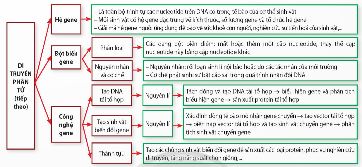 ÔN TẬP CHƯƠNG 1A. KHỞI ĐỘNGGV giao nhiệm vụ học tập; HS vận dụng kiến thức, kĩ năng đã học ở phần Di truyền học để thực hiện nhiệm vụB. HOẠT ĐỘNG HÌNH THÀNH KIẾN THỨC1. Hệ thống kiến thứcVẽ sơ đồ tư duy hệ thống hóa kiến thức chương 1Sản phẩm dự kiến:C. HOẠT ĐỘNG LUYỆN TẬPCâu 1: Hiện tượng nhiều ribosome cùng dịch mã trên một mRNA được gọi làA. DNA.               B. nucleosome.               C. polyribosome.            D. protein.Câu 2: Một đoạn NST của ruồi giấm có trình tự các gene như sau: ABCDE●GHIK (dấu ● là tâm động). Do xảy ra đột biến mất đoạn ABC, trình tự các gene trên NST sau đột biến làA. DE●GHIK.      B. DE●GHABCIK.                  C. E●GHIK.          D. CBADE●GHIK.Câu 3: Một loài thực vật, màu hoa do 2 cặp gene: A, a và B, b phân li độc lập cùng quy định. Kiểu gene có allele trội A và allele trội B quy định hoa đỏ, kiểu gene chỉ có allele trội A quy định hoa hồng, kiểu gene chỉ có allele trội B quy định hoa vàng, kiểu gene aabb quy định hoa trắng. Theo lí thuyết, phép lai nào sau đây tạo ra đời con có 4 loại kiểu hình?A. AaBB × AaBb. B. AaBb × AABb. C. AaBb × aabb.   D. AABB × aabb.Câu 4: Trên một NST thường, khoảng cách giữa hai gene A và B là 34 cM. Theo lí thuyết, tần số hoán vị giữa hai gene này làA. 33%.                B. 17%.                C. 66%.                D. 34%.Câu 5: Màu sắc của hoa loa kèn do gene nằm trong tế bào chất quy định, trong đó hoa vàng trội so với hoa xanh. Lấy hạt phấn của hoa vàng thụ phân cho cây hoa xanh thu được F1. Cho F1 tự thụ phấn thì tỉ lệ kiểu hình ở đời F2 làA. Trên mỗi cây đều có cả hoa vàng và xanh.B. 75% vàng : 25% xanh.C. 100% hoa vàng.D. 100% hoa xanh.Đáp án gợi ý:Câu 1Câu 2Câu 3Câu 4Câu 5CACDDD. HOẠT ĐỘNG VẬN DỤNG