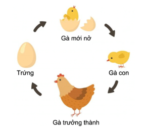 BÀI 11: VÒNG ĐỜI CỦA ĐỘNG VẬT ĐẺ TRỨNG VÀ ĐỘNG VẬT ĐẺ CON(2 tiết)