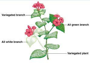 BÀI 9: DI TRUYỀN GENE NGOÀI NHÂN A. KHỞI ĐỘNGGV dẫn dắt, đặt vấn đề; HS vận dụng kiến thức, kĩ năng đã học để giải quyết vấn đề.B. HOẠT ĐỘNG HÌNH THÀNH KIẾN THỨCHoạt động 1: Tìm hiểu về thí nghiệm của Correns và sự tồn tại gene ngoài nhân- Bối cảnh ra đời thí nghiệm của Correns;- Thí nghiệm chứng minh di truyền gene ngoài nhân của Correns.- Gene tồn tại ở ngoài nhân.Dự kiến sản phẩm:Bối cảnh ra đời thí nghiệm của Correns- Từ năm 1900: Quy luật di truyền Mendel được chứng minh.- Nhân tố di truyền của Mendel được Setton liên kết với nhiễm sắc thể.- Correns phát hiện sự di truyền tính trạng màu sắc lá cây hoa phấn không tuân theo quy luật Mendel.Correns (1864 – 1933)Cây hoa phấn (Mirabilis jalapa)Hoạt động 2: Tìm hiểu về đặc điểm di truyền gene ngoài nhân và ứng dụng- Cơ sở di truyền gene ngoài nhân trong thí nghiệm của Correns.- Đặc điểm di truyền của gene ngoài nhân.- Ứng dụng hiện tượng di truyền ngoài nhân.Dự kiến sản phẩm:1. Cơ sở di truyền gene ngoài nhân trong thí nghiệm của Correns- Phân tử DNA lục lạp mang gene mã hóa protein sinh tổng hợp diệp lục. Gene này bị đột biến → lá có đốm trắng hoặc màu trắng.- Trong tế bào có chứa nhiều lục lạp, phân tử DNA trong mỗi lục lạp có thể mang gene đột biến hoặc gene không đột biến.- Trong quá trình giảm phân, tế bào chất chứa lục lạp (mang phân tử DNA) phân chia không đồng đều cho các tế bào trứng khác nhau…C. HOẠT ĐỘNG LUYỆN TẬPCâu 1: Bệnh, tật nào ở người di truyền ngoài nhân?A. Bệnh máu khó đôngB. Chứng động kinhC. Tật dính ngón tay 2 và 3D. Tính trạng túm lông trên vành taiCâu 2: Trao đổi chéo là gì?A. Sự trao đổi vật chất di truyền giữa các đoạn tương đồng của hai chromatid chị em của một nhiễm sắc thể kép, xảy ra ở kì đầu của giảm phân II.B. Sự trao đổi vật chất di truyền giữa các đoạn tương đồng của hai chromatid không chị em trong cặp tương đồng, xảy ra ở kì đầu của giảm phân I.C. Sự di truyền các gene liên kết nhiễm sắc thể giới tính.D. Trạng thái của nhiễm sắc thể kép sau khi nhân đôi ở pha S của chu kì tế bào.Câu 3: Gen ngoài nhân được tìm thấy ở:A. Ti thể, lục lạp và DNA vi khuẩnB. Ti thể, lục lạpC. Ti thể, trung thể và nhân tế bàoD. Ti thể, lục lạp và ribosomeCâu 4: Phép lai nào trong các phép lai sau đây đã giúp Correns phát hiện ra sự di truyền ngoài nhiễm sắc thể (di truyền ngoài nhân)?A. Lai phân tích.B. Lai thuận nghịch.C. Lai tế bào.D. Lai cận huyết.Câu 5: Các quá trình nào sau đây có thể tạo ra các giao từ tái tổ hợp?A. Sự phân li các allele của một gene trong tế bào ở thể dị hợp tử về gene đó.B. Sự phân li cùng nhau của hai gene liên kết trong tế bào ở thể dị hợp tử kép về hai gene.C. Sự trao đổi chéo giữa hai gene liên kết trong tế bào ở thể dị hợp tử kép về hai gene đó.D. Sự phân li của hai gene nằm trên hai nhiễm sắc thể khác nhau ở thể đồng hợp tử về hai gene đó.Dự kiến sản phẩm:Câu hỏi12345Đáp ánBBABCD. HOẠT ĐỘNG VẬN DỤNG