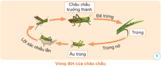 BÀI 11: VÒNG ĐỜI CỦA ĐỘNG VẬT ĐẺ TRỨNG VÀ ĐỘNG VẬT ĐẺ CON(2 tiết)