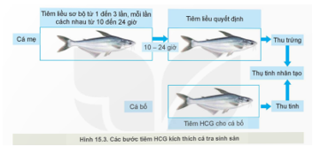 CHƯƠNG VII: CÔNG NGHỆ THỨC ĂN THỦY SẢNBÀI 16: THỨC ĂN THỦY SẢN I. MỤC TIÊU1. Kiến thứcSau bài học này, HS sẽ:Trình bày được thành phần dinh dưỡng và vai trò của các nhóm thức ăn thủy sản.2. Năng lựcNăng lực chung: Giao tiếp và hợp tác: khả năng thực hiện nhiệm vụ một cách độc lập hay theo nhóm; Trao đổi tích cực với giáo viên và các bạn khác trong lớp.Tự chủ và tự học: biết lắng nghe và chia sẻ ý kiến cá nhân với bạn, nhóm và GV. Tích cực tham gia các hoạt động trong lớp.Giải quyết vấn đề và sáng tạo: biết phối hợp với bạn bè khi làm việc nhóm, tư duy logic, sáng tạo khi giải quyết vấn đề.Năng lực riêng: Năng lực tìm hiểu công nghệ: Lựa chọn được các nguồn tài liệu phù hợp để tìm hiểu về thành phần dinh dưỡng và vai trò của các nhóm thức ăn thủy sản.3. Phẩm chấtChăm chỉ: HS chuẩn bị bài trước khi đến lớp, hăng say tìm tòi kiến thức bên ngoài để mở rộng hiểu biết và thường xuyên xem lại kiến thức bài cũ.Trung thực: HS thật thà, ngay thẳng trong việc đánh giá và tự đánh giá; HS mạnh dạn nói lên ý tưởng, suy nghĩ của mình.II. THIẾT BỊ DẠY HỌC 1. Đối với giáo viênGiáo án, SGK, SGV, SBT Công nghệ Lâm nghiệp – Thủy sản – Kết nối tri thức với cuộc sống.Máy tính, máy chiếu (nếu có).Hình ảnh, video liên quan đến các nhóm thức ăn thủy sản.2. Đối với học sinhSGK, SBT Công nghệ Lâm nghiệp – Thủy sản – Kết nối tri thức với cuộc sống.Tìm hiểu trước thông tin phục vụ cho bài học qua SGK Công nghệ Lâm nghiệp – Thủy sản và internet. III. CÁC HOẠT ĐỘNG DẠY HỌC A. HOẠT ĐỘNG KHỞI ĐỘNGa. Mục tiêu: Giúp HS gợi nhớ lại những kiến thức, kinh nghiệm đã có về thành phần dinh dưỡng và các nhóm thức ăn thủy sản, đồng thời kích thích HS mong muốn tìm hiểu bài học mới.b. Nội dung: HS quan sát hình và thực hiện yêu cầu của GV.c. Sản phẩm: Câu trả lời của HS về các nhóm thức ăn thủy sản.d.Tổ chức thực hiện:Bước 1: GV chuyển giao nhiệm vụ học tập- GV yêu cầu HS quan sát các hình ảnh sau:- GV yêu cầu HS vận dụng kiến thức thực tiễn để trả lời câu hỏi: Thức ăn thủy sản được chia thành mấy nhóm? Thức ăn trong Hình 16.1 thuộc nhóm nào?- GV nêu câu hỏi bổ sung: Thức ăn trong hình có vai trò gì đối với động vật thủy sản?Bước 2: HS tiếp nhận, thực hiện nhiệm vụ học tập- HS quan sát hình, thực hiện yêu cầu của GV. - GV quan sát, hướng dẫn, hỗ trợ HS (nếu cần thiết). Bước 3: Báo cáo kết quả thực hiện nhiệm vụ học tập- GV mời đại diện 2 – 3 HS xung phong trả lời:+ Thức ăn thủy sản được chia thành 4 nhóm: thức ăn hỗn hợp; chất bổ sung; thức ăn tươi sống; nguyên liệu.+ Thức ăn trong Hình 16.1 là thức ăn hỗn hợp.+ Vai trò của thức ăn hỗn hợp: chứa đầy đủ các chất dinh dưỡng như protein, lipid, carbohydrate, khoáng chất để phù hợp với từng loài, từng giai đoạn sinh trưởng và phát triển của thủy sản.- GV yêu cầu các HS khác lắng nghe, nhận xét, bổ sung ý kiến (nếu có).Bước 4: Đánh giá kết quả thực hiện nhiệm vụ học tập- GV chưa chốt đúng sai mà dẫn dắt HS vào bài học: Để biết được câu trả lời của các bạn là đúng hay sai cũng như tìm hiểu về vai trò của các nhóm thức ăn cho thủy sản, chúng ta cùng nghiên cứu bài học ngày hôm nay – Bài 16: Thức ăn thủy sản. B. HOẠT ĐỘNG HÌNH THÀNH KIẾN THỨCHoạt động 1: Tìm hiểu thành phần dinh dưỡng trong thức ăn thuỷ sảna. Mục tiêu: Thông qua hoạt động, HS nêu được khái niệm thức ăn thuỷ sản và các thành phần dinh dưỡng trong thức ăn thuỷ sản. b. Nội dung: HS làm việc nhóm, khai thác thông tin mục I SGK tr.82 - 83, hoàn thành yêu cầu của GV.c. Sản phẩm: Câu trả lời của HS về khái niệm thức ăn thuỷ sản và các thành phần dinh dưỡng trong thức ăn thuỷ sản. d. Tổ chức thực hiện:HOẠT ĐỘNG CỦA GV - HSDỰ KIẾN SẢN PHẨMBước 1: GV chuyển giao nhiệm vụ học tập- GV yêu cầu HS làm việc theo nhóm (4 HS / nhóm), quan sát các hình ảnh, đọc thông tin SGK tr. 82 - 83 và trình bày khái niệm của thức ăn thuỷ sản.- GV yêu cầu HS tiếp tục thảo luận nhóm để trả lời câu hỏi Khám phá: Quan sát Hình 16.3 và nêu các thành phần dinh dưỡng trong thức ăn thuỷ sản. - GV mở rộng kiến thức, yêu cầu HS liên hệ hiểu biết thực tiễn và đưa ra nhận xét về thành phần dinh dưỡng trong thức ăn của các loài thuỷ sản trong Bảng 16.1. (Đính kèm bên dưới phần Nhiệm vụ)Bước 2: HS tiếp nhận nhận, thực hiện nhiệm vụ học tập- HS nghiên cứu mục I, quan sát hình ảnh và thảo luận nhóm để trả lời câu hỏi của GV.- GV quan sát, hướng dẫn, hỗ trợ HS (nếu cần thiết).Bước 3: Báo cáo kết quả hoạt động, thảo luận- GV mời đại diện 2 – 3 nhóm trả lời.* Trả lời câu hỏi Khám phá:Thành phần dinh dưỡng trong thức thủy sản gồm:+ Nước + Chất khô:Chất vô cơ: Khoáng đa lượng và Khoáng vi lượngChất hữu cơ: protein, lipid, carbohydrate, vitamin.* Trả lời câu hỏi mở rộng:+ Chỉ số protein: chiếm chỉ số lớn nhất và quan trọng nhất bởi protein nâng cao chất lượng của thủy sản.+ Chỉ số lipid thô, carbohydrate, khoáng: chiếm chỉ số tương đối.+ Chỉ số xơ và ethoxyquin: chiếm chỉ số nhỏ nhất trong tất cả thức ăn thủy sản.- Các HS khác lắng nghe, nhận xét, bổ sung đáp án (nếu có).Bước 4: Đánh giá kết quả thực hiện nhiệm vụ học tập- GV nhận xét, đánh giá, kết luận.- GV chuyển sang nhiệm vụ mới. I. Thành phần dinh dưỡng trong thức ăn thuỷ sản1. Khái niệm- Thức ăn thuỷ sản là:+ sản phẩm cung cấp dinh dưỡng, thành phần có lợi cho sự phát triển của động vật thuỷ sản;+ bao gồm thức ăn hỗn hợp, chất bổ sung, thức ăn tươi sống và nguyên liệu. 2. Thành phần dinh dưỡng- Các loại thức ăn thuỷ sản đều có thành phần chung gồm nước và chất khô.- Trong chất khô có chất hữu cơ và chất vô cơ (Hình 16.3). Bảng 16.1. Tỉ lệ thành phần dinh dưỡng trong thức ăn của một số loài thuỷ sản nuôiLoại cáTỉ lệ các thành phần dinh dưỡng trong thức ăn (%)ProteinLipidChất xơ thôChất vô cơCá quả405612 - 14Cá rô phi giống355612 - 14Cá rô phi thương phẩm306712 - 14Tôm thẻ chân trắng4054-Cá chim vây vàng43 - 469 - 103- Hoạt động 2: Tìm hiểu vai trò của các nhóm thức ăn thuỷ sản a. Mục tiêu: Thông qua hoạt động, HS nhận thức được vai trò của các nhóm thức ăn thuỷ sản. b. Nội dung: HS nghiên cứu mục II trong SGK tr.83 - 84 để hoàn thành yêu cầu của GV.c. Sản phẩm: Câu trả lời của HS về vai trò của các nhóm thức ăn thuỷ sản. d. Tổ chức thực hiện:HOẠT ĐỘNG CỦA GV - HSDỰ KIẾN SẢN PHẨMBước 1: GV chuyển giao nhiệm vụ học tập- GV yêu cầu HS nghiên cứu thông tin mục II trong SGK, kết hợp thông tin trong Bảng 16.2 trả lời câu hỏi mục Khám phá:1. Đọc thông tin trong Bảng 16.2. và nêu vai trò của các nhóm thức ăn thuỷ sản.2. Hãy kể tên một số nguyên liệu cung cấp protein cho sản xuất thức ăn thuỷ sản. - GV yêu cầu HS thảo luận nhóm đôi, trả lời: Việc xác định vai trò của các nhóm thức ăn có ý nghĩa gì đối với nuôi thuỷ sản?- GV tổ chức cho HS liên hệ thực tiễn thông qua trả lời câu hỏi mở rộng: Kể tên một số nguyên liệu cung cấp protein cho sản xuất thức ăn thuỷ sản.Bước 2: HS tiếp nhận nhận, thực hiện nhiệm vụ học tập- HS nghiên cứu mục II, suy nghĩ trả lời câu hỏi của GV.- GV quan sát, hướng dẫn, hỗ trợ HS (nếu cần thiết).Bước 3: Báo cáo kết quả hoạt động, thảo luận- GV mời đại diện 2 – 3 HS trả lời.* Trả lời câu hỏi mục Khám phá: 1.  Vai trò của các nhóm thức ăn thuỷ sản (DKSP).2. Nguyên liệu cung cấp protein: sinh vật phù du, các loại thịt.* Trả lời câu hỏi của GV: Căn cứ vào vai trò của các nhóm thức ăn để xây dựng khẩu phần ăn phù hợp cho từng loài, từng giai đoạn sinh trưởng và phát triển của thuỷ sản.* Trả lời câu hỏi mở rộng: Bột cá khô, dầu lạc,…- Các HS khác lắng nghe, nhận xét, bổ sung ý kiến (nếu có).Bước 4: Đánh giá kết quả thực hiện nhiệm vụ học tập- GV nhận xét, đánh giá, kết luận.- GV chuyển sang nội dung luyện tập. II. Vai trò của các nhóm thức ăn thuỷ sản(Đính kèm Bảng 16.2 bên dưới phần Nhiệm vụ) ---------------- Còn tiếp ------------------II. TRẮC NGHIỆM KÌ 2 CÔNG NGHỆ 12 LÂM NGHIỆP - THỦY SẢN KẾT NỐI TRI THỨCPhiếu trắc nghiệm Công nghệ 12 Lâm nghiệp Thuỷ sản kết nối Bài 14: Sinh sản của cá và tômPhiếu trắc nghiệm Công nghệ 12 Lâm nghiệp Thuỷ sản kết nối Bài 15: Ứng dụng công nghệ sinh học trong chọn và nhân giống thuỷ sảnPhiếu trắc nghiệm Công nghệ 12 Lâm nghiệp Thuỷ sản kết nối Bài 16: Thức ăn thuỷ sảnPhiếu trắc nghiệm Công nghệ 12 Lâm nghiệp Thuỷ sản kết nối Bài 17: Phương pháp bảo quản và chế biến thức ăn thuỷ sảnPhiếu trắc nghiệm Công nghệ 12 Lâm nghiệp Thuỷ sản kết nối Bài 18: Ứng dụng công nghệ sinh học trong bảo quản, chế biến thức ăn thuỷ sảnPhiếu trắc nghiệm Công nghệ 12 Lâm nghiệp Thuỷ sản kết nối Bài 19: Công nghệ nuôi một số loài thuỷ sản phổ biến ở Việt NamPhiếu trắc nghiệm Công nghệ 12 Lâm nghiệp Thuỷ sản kết nối Bài 20: Nuôi thuỷ sản theo tiêu chuẩn VietGAPPhiếu trắc nghiệm Công nghệ 12 Lâm nghiệp Thuỷ sản kết nối Bài 21: Một số ứng dụng công nghệ cao trong nuôi thuỷ sảnPhiếu trắc nghiệm Công nghệ 12 Lâm nghiệp Thuỷ sản kết nối Bài 22: Bảo quản và chế biến sản phẩm thuỷ sảnPhiếu trắc nghiệm Công nghệ 12 Lâm nghiệp Thuỷ sản kết nối Bài 23: Vai trò của phòng, trị bệnh thuỷ sảnPhiếu trắc nghiệm Công nghệ 12 Lâm nghiệp Thuỷ sản kết nối Bài 24: Một số bệnh thuỷ sản phổ biến và biện pháp phòng, trịPhiếu trắc nghiệm Công nghệ 12 Lâm nghiệp Thuỷ sản kết nối Bài 25: Ứng dụng công nghệ sinh học trong phòng, trị bệnh thuỷ sảnPhiếu trắc nghiệm Công nghệ 12 Lâm nghiệp Thuỷ sản kết nối Bài 26: Bảo vệ nguồn lợi thuỷ sảnPhiếu trắc nghiệm Công nghệ 12 Lâm nghiệp Thuỷ sản kết nối Bài 27: Khai thác nguồn lợi thuỷ sảnBÀI 14: SINH SẢN CỦA CÁ VÀ TÔM.(21 CÂU)A. CÂU HỎI TRẮC NGHIỆM1. NHẬN BIẾT (10 CÂU)Câu 1: Tuổi thành thục sinh dục làA. tuổi lớn nhất trong đời cá có sản phẩm sinh dục thành thục.B. khoảng thời gian cá có sản phẩm sinh dục thành thục.C. khoảng 12 - 18 tháng tuổi.D. tuổi nhỏ nhất trong đời cá có sản phẩm sinh dục thành thục.Câu 2: Mùa sinh sản là A. mùa có điều kiện môi trường thuận lợi cho sự tồn tại, phát triển của phôi và cá con.B. mùa có có nhiều thức ăn và ít kẻ thù của cá.C. mùa có khí hậu thuận lợi cho sinh trơngr và phát triển của cá con.D. mùa nước có .Câu 3: Hầu hết các phương thức sinh sản của các loài cá đẻ trứng làA. thụ tinh trong cơ thể.B. thụ tinh ngoài trong môi trường nước.C. thụ tinh ngoài trong môi trường không khí.D. thụ tinh ngoài trong môi trường ẩm thấp.Câu 4: Ở Việt Nam, mùa sinh sản chủ yếu của cá làA. cuối xuân đầu hè ở miền Bắc và đầu mùa khô ở miền Nam.B. cuối đông đầu xuân ở miền Bắc và đầu mua khô ở miền Nam.C. cuồi hè đầu thu ở miền Bắc và đầu mùa mưa ở miền Nam.D. cuối xuân đầu hè ở miền Bắc và đầu mùa mưa ở miền Nam.Câu 5: Tuổi thành thục sinh dục ở cá rô phi là A. 4 - 6 tháng tuổi.B. 12 - 18 tháng tuổi.C. 24 tháng tuổi.D. 36 tháng tuổi.Câu 6: Tuổi thành thục sinh dục ở cá tra cái là A. 4 - 6 tháng tuổi.B. 12 - 18 tháng tuổi.C. 24 tháng tuổi.D. 36 tháng tuổi.Câu 7: Tuổi thành thục sinh dục ở cá tra đực là A. 4 - 6 tháng tuổi.B. 12 - 18 tháng tuổi.C. 24 tháng tuổi.D. 36 tháng tuổi.2. THÔNG HIỂU (4 CÂU) Câu 1: Đâu không phải vai trò của giống trong nuôi thuỷ sản ?A. Quyết định năng suất nuôi thuỷ sản.B. Quy định chất lượng thuỷ sản.C. Quyết định hiệu quả kinh tế thuỷ sảnD. Bảo vệ môi trường sinh thái.Câu 2: Cá có sức sinh sản tương đối cao vìA. đặc tính đẻ trứng, thụ tinh ngoài môi trường nước.B. có thể đẻ nhiều lứa trong năm.C. đặc tính đẻ con.D. đặc tính thụ tinh trong.Câu 3: Túi chứa tinh nằm ởA. trên lưng tôm cái.B. Trên lưng tôm đực.C. dưới bụng tôm cái.D. dưới bụng tôm đực.---------------- Còn tiếp ------------------BÀI 15: ỨNG DỤNG CÔNG NGHỆ SINH HỌC TRONG CHỌN VÀ NHÂN GIỐNG THUỶ SẢN(16 CÂU)