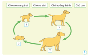 BÀI 11: VÒNG ĐỜI CỦA ĐỘNG VẬT ĐẺ TRỨNG VÀ ĐỘNG VẬT ĐẺ CON(2 tiết)