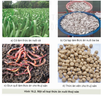 CHƯƠNG VII: CÔNG NGHỆ THỨC ĂN THỦY SẢNBÀI 16: THỨC ĂN THỦY SẢN I. MỤC TIÊU1. Kiến thứcSau bài học này, HS sẽ:Trình bày được thành phần dinh dưỡng và vai trò của các nhóm thức ăn thủy sản.2. Năng lựcNăng lực chung: Giao tiếp và hợp tác: khả năng thực hiện nhiệm vụ một cách độc lập hay theo nhóm; Trao đổi tích cực với giáo viên và các bạn khác trong lớp.Tự chủ và tự học: biết lắng nghe và chia sẻ ý kiến cá nhân với bạn, nhóm và GV. Tích cực tham gia các hoạt động trong lớp.Giải quyết vấn đề và sáng tạo: biết phối hợp với bạn bè khi làm việc nhóm, tư duy logic, sáng tạo khi giải quyết vấn đề.Năng lực riêng: Năng lực tìm hiểu công nghệ: Lựa chọn được các nguồn tài liệu phù hợp để tìm hiểu về thành phần dinh dưỡng và vai trò của các nhóm thức ăn thủy sản.3. Phẩm chấtChăm chỉ: HS chuẩn bị bài trước khi đến lớp, hăng say tìm tòi kiến thức bên ngoài để mở rộng hiểu biết và thường xuyên xem lại kiến thức bài cũ.Trung thực: HS thật thà, ngay thẳng trong việc đánh giá và tự đánh giá; HS mạnh dạn nói lên ý tưởng, suy nghĩ của mình.II. THIẾT BỊ DẠY HỌC 1. Đối với giáo viênGiáo án, SGK, SGV, SBT Công nghệ Lâm nghiệp – Thủy sản – Kết nối tri thức với cuộc sống.Máy tính, máy chiếu (nếu có).Hình ảnh, video liên quan đến các nhóm thức ăn thủy sản.2. Đối với học sinhSGK, SBT Công nghệ Lâm nghiệp – Thủy sản – Kết nối tri thức với cuộc sống.Tìm hiểu trước thông tin phục vụ cho bài học qua SGK Công nghệ Lâm nghiệp – Thủy sản và internet. III. CÁC HOẠT ĐỘNG DẠY HỌC A. HOẠT ĐỘNG KHỞI ĐỘNGa. Mục tiêu: Giúp HS gợi nhớ lại những kiến thức, kinh nghiệm đã có về thành phần dinh dưỡng và các nhóm thức ăn thủy sản, đồng thời kích thích HS mong muốn tìm hiểu bài học mới.b. Nội dung: HS quan sát hình và thực hiện yêu cầu của GV.c. Sản phẩm: Câu trả lời của HS về các nhóm thức ăn thủy sản.d.Tổ chức thực hiện:Bước 1: GV chuyển giao nhiệm vụ học tập- GV yêu cầu HS quan sát các hình ảnh sau:- GV yêu cầu HS vận dụng kiến thức thực tiễn để trả lời câu hỏi: Thức ăn thủy sản được chia thành mấy nhóm? Thức ăn trong Hình 16.1 thuộc nhóm nào?- GV nêu câu hỏi bổ sung: Thức ăn trong hình có vai trò gì đối với động vật thủy sản?Bước 2: HS tiếp nhận, thực hiện nhiệm vụ học tập- HS quan sát hình, thực hiện yêu cầu của GV. - GV quan sát, hướng dẫn, hỗ trợ HS (nếu cần thiết). Bước 3: Báo cáo kết quả thực hiện nhiệm vụ học tập- GV mời đại diện 2 – 3 HS xung phong trả lời:+ Thức ăn thủy sản được chia thành 4 nhóm: thức ăn hỗn hợp; chất bổ sung; thức ăn tươi sống; nguyên liệu.+ Thức ăn trong Hình 16.1 là thức ăn hỗn hợp.+ Vai trò của thức ăn hỗn hợp: chứa đầy đủ các chất dinh dưỡng như protein, lipid, carbohydrate, khoáng chất để phù hợp với từng loài, từng giai đoạn sinh trưởng và phát triển của thủy sản.- GV yêu cầu các HS khác lắng nghe, nhận xét, bổ sung ý kiến (nếu có).Bước 4: Đánh giá kết quả thực hiện nhiệm vụ học tập- GV chưa chốt đúng sai mà dẫn dắt HS vào bài học: Để biết được câu trả lời của các bạn là đúng hay sai cũng như tìm hiểu về vai trò của các nhóm thức ăn cho thủy sản, chúng ta cùng nghiên cứu bài học ngày hôm nay – Bài 16: Thức ăn thủy sản. B. HOẠT ĐỘNG HÌNH THÀNH KIẾN THỨCHoạt động 1: Tìm hiểu thành phần dinh dưỡng trong thức ăn thuỷ sảna. Mục tiêu: Thông qua hoạt động, HS nêu được khái niệm thức ăn thuỷ sản và các thành phần dinh dưỡng trong thức ăn thuỷ sản. b. Nội dung: HS làm việc nhóm, khai thác thông tin mục I SGK tr.82 - 83, hoàn thành yêu cầu của GV.c. Sản phẩm: Câu trả lời của HS về khái niệm thức ăn thuỷ sản và các thành phần dinh dưỡng trong thức ăn thuỷ sản. d. Tổ chức thực hiện:HOẠT ĐỘNG CỦA GV - HSDỰ KIẾN SẢN PHẨMBước 1: GV chuyển giao nhiệm vụ học tập- GV yêu cầu HS làm việc theo nhóm (4 HS / nhóm), quan sát các hình ảnh, đọc thông tin SGK tr. 82 - 83 và trình bày khái niệm của thức ăn thuỷ sản.- GV yêu cầu HS tiếp tục thảo luận nhóm để trả lời câu hỏi Khám phá: Quan sát Hình 16.3 và nêu các thành phần dinh dưỡng trong thức ăn thuỷ sản. - GV mở rộng kiến thức, yêu cầu HS liên hệ hiểu biết thực tiễn và đưa ra nhận xét về thành phần dinh dưỡng trong thức ăn của các loài thuỷ sản trong Bảng 16.1. (Đính kèm bên dưới phần Nhiệm vụ)Bước 2: HS tiếp nhận nhận, thực hiện nhiệm vụ học tập- HS nghiên cứu mục I, quan sát hình ảnh và thảo luận nhóm để trả lời câu hỏi của GV.- GV quan sát, hướng dẫn, hỗ trợ HS (nếu cần thiết).Bước 3: Báo cáo kết quả hoạt động, thảo luận- GV mời đại diện 2 – 3 nhóm trả lời.* Trả lời câu hỏi Khám phá:Thành phần dinh dưỡng trong thức thủy sản gồm:+ Nước + Chất khô:Chất vô cơ: Khoáng đa lượng và Khoáng vi lượngChất hữu cơ: protein, lipid, carbohydrate, vitamin.* Trả lời câu hỏi mở rộng:+ Chỉ số protein: chiếm chỉ số lớn nhất và quan trọng nhất bởi protein nâng cao chất lượng của thủy sản.+ Chỉ số lipid thô, carbohydrate, khoáng: chiếm chỉ số tương đối.+ Chỉ số xơ và ethoxyquin: chiếm chỉ số nhỏ nhất trong tất cả thức ăn thủy sản.- Các HS khác lắng nghe, nhận xét, bổ sung đáp án (nếu có).Bước 4: Đánh giá kết quả thực hiện nhiệm vụ học tập- GV nhận xét, đánh giá, kết luận.- GV chuyển sang nhiệm vụ mới. I. Thành phần dinh dưỡng trong thức ăn thuỷ sản1. Khái niệm- Thức ăn thuỷ sản là:+ sản phẩm cung cấp dinh dưỡng, thành phần có lợi cho sự phát triển của động vật thuỷ sản;+ bao gồm thức ăn hỗn hợp, chất bổ sung, thức ăn tươi sống và nguyên liệu. 2. Thành phần dinh dưỡng- Các loại thức ăn thuỷ sản đều có thành phần chung gồm nước và chất khô.- Trong chất khô có chất hữu cơ và chất vô cơ (Hình 16.3). Bảng 16.1. Tỉ lệ thành phần dinh dưỡng trong thức ăn của một số loài thuỷ sản nuôiLoại cáTỉ lệ các thành phần dinh dưỡng trong thức ăn (%)ProteinLipidChất xơ thôChất vô cơCá quả405612 - 14Cá rô phi giống355612 - 14Cá rô phi thương phẩm306712 - 14Tôm thẻ chân trắng4054-Cá chim vây vàng43 - 469 - 103- Hoạt động 2: Tìm hiểu vai trò của các nhóm thức ăn thuỷ sản a. Mục tiêu: Thông qua hoạt động, HS nhận thức được vai trò của các nhóm thức ăn thuỷ sản. b. Nội dung: HS nghiên cứu mục II trong SGK tr.83 - 84 để hoàn thành yêu cầu của GV.c. Sản phẩm: Câu trả lời của HS về vai trò của các nhóm thức ăn thuỷ sản. d. Tổ chức thực hiện:HOẠT ĐỘNG CỦA GV - HSDỰ KIẾN SẢN PHẨMBước 1: GV chuyển giao nhiệm vụ học tập- GV yêu cầu HS nghiên cứu thông tin mục II trong SGK, kết hợp thông tin trong Bảng 16.2 trả lời câu hỏi mục Khám phá:1. Đọc thông tin trong Bảng 16.2. và nêu vai trò của các nhóm thức ăn thuỷ sản.2. Hãy kể tên một số nguyên liệu cung cấp protein cho sản xuất thức ăn thuỷ sản. - GV yêu cầu HS thảo luận nhóm đôi, trả lời: Việc xác định vai trò của các nhóm thức ăn có ý nghĩa gì đối với nuôi thuỷ sản?- GV tổ chức cho HS liên hệ thực tiễn thông qua trả lời câu hỏi mở rộng: Kể tên một số nguyên liệu cung cấp protein cho sản xuất thức ăn thuỷ sản.Bước 2: HS tiếp nhận nhận, thực hiện nhiệm vụ học tập- HS nghiên cứu mục II, suy nghĩ trả lời câu hỏi của GV.- GV quan sát, hướng dẫn, hỗ trợ HS (nếu cần thiết).Bước 3: Báo cáo kết quả hoạt động, thảo luận- GV mời đại diện 2 – 3 HS trả lời.* Trả lời câu hỏi mục Khám phá: 1.  Vai trò của các nhóm thức ăn thuỷ sản (DKSP).2. Nguyên liệu cung cấp protein: sinh vật phù du, các loại thịt.* Trả lời câu hỏi của GV: Căn cứ vào vai trò của các nhóm thức ăn để xây dựng khẩu phần ăn phù hợp cho từng loài, từng giai đoạn sinh trưởng và phát triển của thuỷ sản.* Trả lời câu hỏi mở rộng: Bột cá khô, dầu lạc,…- Các HS khác lắng nghe, nhận xét, bổ sung ý kiến (nếu có).Bước 4: Đánh giá kết quả thực hiện nhiệm vụ học tập- GV nhận xét, đánh giá, kết luận.- GV chuyển sang nội dung luyện tập. II. Vai trò của các nhóm thức ăn thuỷ sản(Đính kèm Bảng 16.2 bên dưới phần Nhiệm vụ) ---------------- Còn tiếp ------------------II. TRẮC NGHIỆM KÌ 2 CÔNG NGHỆ 12 LÂM NGHIỆP - THỦY SẢN KẾT NỐI TRI THỨCPhiếu trắc nghiệm Công nghệ 12 Lâm nghiệp Thuỷ sản kết nối Bài 14: Sinh sản của cá và tômPhiếu trắc nghiệm Công nghệ 12 Lâm nghiệp Thuỷ sản kết nối Bài 15: Ứng dụng công nghệ sinh học trong chọn và nhân giống thuỷ sảnPhiếu trắc nghiệm Công nghệ 12 Lâm nghiệp Thuỷ sản kết nối Bài 16: Thức ăn thuỷ sảnPhiếu trắc nghiệm Công nghệ 12 Lâm nghiệp Thuỷ sản kết nối Bài 17: Phương pháp bảo quản và chế biến thức ăn thuỷ sảnPhiếu trắc nghiệm Công nghệ 12 Lâm nghiệp Thuỷ sản kết nối Bài 18: Ứng dụng công nghệ sinh học trong bảo quản, chế biến thức ăn thuỷ sảnPhiếu trắc nghiệm Công nghệ 12 Lâm nghiệp Thuỷ sản kết nối Bài 19: Công nghệ nuôi một số loài thuỷ sản phổ biến ở Việt NamPhiếu trắc nghiệm Công nghệ 12 Lâm nghiệp Thuỷ sản kết nối Bài 20: Nuôi thuỷ sản theo tiêu chuẩn VietGAPPhiếu trắc nghiệm Công nghệ 12 Lâm nghiệp Thuỷ sản kết nối Bài 21: Một số ứng dụng công nghệ cao trong nuôi thuỷ sảnPhiếu trắc nghiệm Công nghệ 12 Lâm nghiệp Thuỷ sản kết nối Bài 22: Bảo quản và chế biến sản phẩm thuỷ sảnPhiếu trắc nghiệm Công nghệ 12 Lâm nghiệp Thuỷ sản kết nối Bài 23: Vai trò của phòng, trị bệnh thuỷ sảnPhiếu trắc nghiệm Công nghệ 12 Lâm nghiệp Thuỷ sản kết nối Bài 24: Một số bệnh thuỷ sản phổ biến và biện pháp phòng, trịPhiếu trắc nghiệm Công nghệ 12 Lâm nghiệp Thuỷ sản kết nối Bài 25: Ứng dụng công nghệ sinh học trong phòng, trị bệnh thuỷ sảnPhiếu trắc nghiệm Công nghệ 12 Lâm nghiệp Thuỷ sản kết nối Bài 26: Bảo vệ nguồn lợi thuỷ sảnPhiếu trắc nghiệm Công nghệ 12 Lâm nghiệp Thuỷ sản kết nối Bài 27: Khai thác nguồn lợi thuỷ sảnBÀI 14: SINH SẢN CỦA CÁ VÀ TÔM.(21 CÂU)A. CÂU HỎI TRẮC NGHIỆM1. NHẬN BIẾT (10 CÂU)Câu 1: Tuổi thành thục sinh dục làA. tuổi lớn nhất trong đời cá có sản phẩm sinh dục thành thục.B. khoảng thời gian cá có sản phẩm sinh dục thành thục.C. khoảng 12 - 18 tháng tuổi.D. tuổi nhỏ nhất trong đời cá có sản phẩm sinh dục thành thục.Câu 2: Mùa sinh sản là A. mùa có điều kiện môi trường thuận lợi cho sự tồn tại, phát triển của phôi và cá con.B. mùa có có nhiều thức ăn và ít kẻ thù của cá.C. mùa có khí hậu thuận lợi cho sinh trơngr và phát triển của cá con.D. mùa nước có .Câu 3: Hầu hết các phương thức sinh sản của các loài cá đẻ trứng làA. thụ tinh trong cơ thể.B. thụ tinh ngoài trong môi trường nước.C. thụ tinh ngoài trong môi trường không khí.D. thụ tinh ngoài trong môi trường ẩm thấp.Câu 4: Ở Việt Nam, mùa sinh sản chủ yếu của cá làA. cuối xuân đầu hè ở miền Bắc và đầu mùa khô ở miền Nam.B. cuối đông đầu xuân ở miền Bắc và đầu mua khô ở miền Nam.C. cuồi hè đầu thu ở miền Bắc và đầu mùa mưa ở miền Nam.D. cuối xuân đầu hè ở miền Bắc và đầu mùa mưa ở miền Nam.Câu 5: Tuổi thành thục sinh dục ở cá rô phi là A. 4 - 6 tháng tuổi.B. 12 - 18 tháng tuổi.C. 24 tháng tuổi.D. 36 tháng tuổi.Câu 6: Tuổi thành thục sinh dục ở cá tra cái là A. 4 - 6 tháng tuổi.B. 12 - 18 tháng tuổi.C. 24 tháng tuổi.D. 36 tháng tuổi.Câu 7: Tuổi thành thục sinh dục ở cá tra đực là A. 4 - 6 tháng tuổi.B. 12 - 18 tháng tuổi.C. 24 tháng tuổi.D. 36 tháng tuổi.2. THÔNG HIỂU (4 CÂU) Câu 1: Đâu không phải vai trò của giống trong nuôi thuỷ sản ?A. Quyết định năng suất nuôi thuỷ sản.B. Quy định chất lượng thuỷ sản.C. Quyết định hiệu quả kinh tế thuỷ sảnD. Bảo vệ môi trường sinh thái.Câu 2: Cá có sức sinh sản tương đối cao vìA. đặc tính đẻ trứng, thụ tinh ngoài môi trường nước.B. có thể đẻ nhiều lứa trong năm.C. đặc tính đẻ con.D. đặc tính thụ tinh trong.Câu 3: Túi chứa tinh nằm ởA. trên lưng tôm cái.B. Trên lưng tôm đực.C. dưới bụng tôm cái.D. dưới bụng tôm đực.---------------- Còn tiếp ------------------BÀI 15: ỨNG DỤNG CÔNG NGHỆ SINH HỌC TRONG CHỌN VÀ NHÂN GIỐNG THUỶ SẢN(16 CÂU)