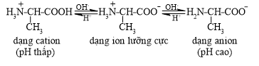 BÀI 6: AMINO ACID