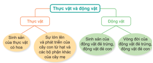 ÔN TẬP CHỦ ĐỀ THỰC VẬT VÀ ĐỘNG VẬT(1 tiết)