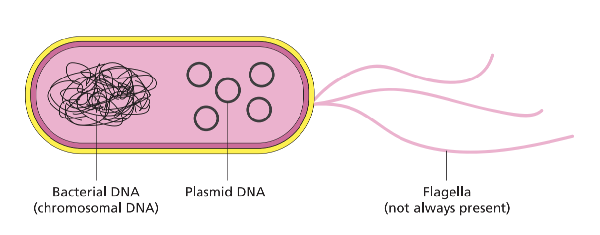 BÀI 11: HỆ GENE, CÔNG NGHỆ GENE VÀ ỨNG DỤNG   A. KHỞI ĐỘNGGV dẫn dắt, đặt vấn đề; HS vận dụng kiến thức, kĩ năng đã học để giải quyết vấn đề.B. HOẠT ĐỘNG HÌNH THÀNH KIẾN THỨCHoạt động 1: Tìm hiểu về hệ gene, thành tựu và ứng dụng của việc giải mã hệ gene người- Khái niệm và đặc điểm của hệ gene.- Một số thành tựu và ứng dụng của việc giải mã hệ gene người.Dự kiến sản phẩm:- Ở sinh vật nhân sơ: hệ gene là phân tử DNA vòng trong vùng nhân và plasmid.- Ở sinh vật nhân thực: hệ gene gồm tập hợp phân tử DNA trên NST trong nhân tế bào và trong các bào quan như ti thể, lục lạp (thực vật) hoặc plasmid (nấm men)…Hoạt động 2: Tìm hiểu công nghệ DNA tái tổ hợp, thực vật và động vật biến đổi gene- Khái niệm, nguyên lí và một số thành tựu của công nghệ DNA tái tổ hợp.- Khái niệm, nguyên lí và một số thành tựu của tạo thực vật và động vật biến đổi gene.Dự kiến sản phẩm:1. Khái niệm công nghệ DNA tái tổ hợp- DNA tái tổ hợp là phân tử DNA hình thành từ sự nối hai hay nhiều đoạn DNA cùng nguồn hoặc khác nguồn.- Công nghệ DNA tái tổ hợp (công nghệ gene) là quy trình kĩ thuật dựa trên nguyên lí tái tổ hợp DNA và nguyên lí biểu hiện gene, tạo ra các phân tử DNA tái tổ hợp và protein tái tổ hợp.2. Nguyên lí của công nghệ DNA tái tổ hợpNguyên lí tái tổ hợp DNA: Thu nhận đoạn DNA, ghép nối đoạn DNA vào vector để tạo ra vector tái tổ hợp, biến nạp vector tái tổ hợp vào tế bào nhận…Hoạt động 3: Tìm hiểu về sản xuất, sử dụng sản phẩm biến đổi gene và đạo đức sinh họcTại sao cần tuân thủ đạo đức sinh học trong nghiên cứu, sản xuất sản phẩm biến đổi gene?Dự kiến sản phẩm:- Sinh vật biến đổi gene và sản phẩm của chúng có nhiều lợi ích nhưng cũng tồn tại nhiều nguy cơ.Bảng 11.2. Lợi ích và nguy cơ/rủi ro chủ yếu của sinh vật biến đổi gene và sản phẩm biến đổi geneLỢI ÍCHNGUY CƠ/RỦI RO- Giống vật nuôi, cây trồng có tính trạng tốt.- Giúp đảm bảo an ninh lương thực, thực phẩm.- Nâng cao giá trị dinh dưỡng của thực phẩm. - Cung cấp các hoạt chất, vaccine dùng trong y, dược học.- Giảm sử dụng thuốc trừ sâu, thuốc diệt cỏ.- Giảm nguy cơ dị ứng từ các hợp chất tự nhiên.- Tăng khả năng làm sạch môi trường của sinh vật.- Có nguy cơ tiềm ẩn gây hại sức khoẻ người sử dụng.- Có nguy cơ phát tán gene không mong muốn.- Tăng khả năng kháng kháng sinh.- Có thể kích hoạt phản ứng miễn dịch và dị ứng.- Gây suy giảm đa dạng sinh học.- Có nguy cơ gây hại môi trường.→ Cần tuân thủ đạo đức sinh học trong nghiên cứu, sản xuất và sử dụng sinh vật biến đổi gene.C. HOẠT ĐỘNG LUYỆN TẬPCâu 1: Trong kỹ thuật chuyển gene nhờ thể truyền là plasmid, người ta phải thực hiện hai thao tác cắt vật liệu di truyền là cắt mở vòng plasmid và cắt lấy gene cần chuyển bằng enzyme cắt giới hạn. Số loại enzyme cắt giới hạn cần dùng để tạo ra một phân tử ADN tái tổ hợp là:A. 2B. 4C. 3D. 1Câu 2: Khẳng định nào sau đây về hệ gene là không đúng?A. Tập hợp phân tử DNA ở “vùng nhân” và các plasmid ở sinh vật nhân sơ.B. Toàn bộ vật chất di truyền trong tế bào của sinh vật.C. Tập hợp các phân tử DNA nằm trên nhiễm sắc thể của tế bào.D. Tập hợp các phân tử DNA nằm trong nhân và một số bảo quan ở tế bào nhân thực.Câu 3: Đâu không phải là ứng dụng của công nghệ gene?A. Tạo ra các chủng vi sinh vật mới.B. Tạo giống cây trồng biến đổi gene.C. Nhân bản vô tính ở động vật.D. Tạo động vật biến đổi gene.Câu 4: Kỹ thuật gene gồm các khâu cơ bản là:A. tách; cắt, nối để tạo ADN tái tổ hợp.B. cắt, nối để tạo ADN tái tổ hợp; đưa ADN tái tổ hợp vào tế bào nhận.C. tách ADN từ tế bào cho, đưa ADN vào tế bào nhận.D. tách; cắt, nối để tạo ADN tái tổ hợp; đưa ADN tái tổ hợp vào tế bào nhận.Câu 5: Phát biểu nào sau đây về ứng dụng giải trình tự hệ gene người là không đúng?A. So sánh thông tin từ hệ gene người hiện đại với các hệ gene người cổ để nghiên cứu tiên hoá của loài người.B. Sàng lọc đột biến gene gây bệnh di truyền để đưa ra các phương pháp điều trị thích hợp.C. Thông tin về các oncogene trong hệ gene người giúp phát triển một số loại thuốc điều trị ung thư.D. Sàng lọc giới tính trước khi sinh.Dự kiến sản phẩm:Câu hỏi12345Đáp ánDCCDDD. HOẠT ĐỘNG VẬN DỤNG