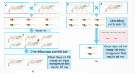 CHƯƠNG VII: CÔNG NGHỆ THỨC ĂN THỦY SẢNBÀI 16: THỨC ĂN THỦY SẢN I. MỤC TIÊU1. Kiến thứcSau bài học này, HS sẽ:Trình bày được thành phần dinh dưỡng và vai trò của các nhóm thức ăn thủy sản.2. Năng lựcNăng lực chung: Giao tiếp và hợp tác: khả năng thực hiện nhiệm vụ một cách độc lập hay theo nhóm; Trao đổi tích cực với giáo viên và các bạn khác trong lớp.Tự chủ và tự học: biết lắng nghe và chia sẻ ý kiến cá nhân với bạn, nhóm và GV. Tích cực tham gia các hoạt động trong lớp.Giải quyết vấn đề và sáng tạo: biết phối hợp với bạn bè khi làm việc nhóm, tư duy logic, sáng tạo khi giải quyết vấn đề.Năng lực riêng: Năng lực tìm hiểu công nghệ: Lựa chọn được các nguồn tài liệu phù hợp để tìm hiểu về thành phần dinh dưỡng và vai trò của các nhóm thức ăn thủy sản.3. Phẩm chấtChăm chỉ: HS chuẩn bị bài trước khi đến lớp, hăng say tìm tòi kiến thức bên ngoài để mở rộng hiểu biết và thường xuyên xem lại kiến thức bài cũ.Trung thực: HS thật thà, ngay thẳng trong việc đánh giá và tự đánh giá; HS mạnh dạn nói lên ý tưởng, suy nghĩ của mình.II. THIẾT BỊ DẠY HỌC 1. Đối với giáo viênGiáo án, SGK, SGV, SBT Công nghệ Lâm nghiệp – Thủy sản – Kết nối tri thức với cuộc sống.Máy tính, máy chiếu (nếu có).Hình ảnh, video liên quan đến các nhóm thức ăn thủy sản.2. Đối với học sinhSGK, SBT Công nghệ Lâm nghiệp – Thủy sản – Kết nối tri thức với cuộc sống.Tìm hiểu trước thông tin phục vụ cho bài học qua SGK Công nghệ Lâm nghiệp – Thủy sản và internet. III. CÁC HOẠT ĐỘNG DẠY HỌC A. HOẠT ĐỘNG KHỞI ĐỘNGa. Mục tiêu: Giúp HS gợi nhớ lại những kiến thức, kinh nghiệm đã có về thành phần dinh dưỡng và các nhóm thức ăn thủy sản, đồng thời kích thích HS mong muốn tìm hiểu bài học mới.b. Nội dung: HS quan sát hình và thực hiện yêu cầu của GV.c. Sản phẩm: Câu trả lời của HS về các nhóm thức ăn thủy sản.d.Tổ chức thực hiện:Bước 1: GV chuyển giao nhiệm vụ học tập- GV yêu cầu HS quan sát các hình ảnh sau:- GV yêu cầu HS vận dụng kiến thức thực tiễn để trả lời câu hỏi: Thức ăn thủy sản được chia thành mấy nhóm? Thức ăn trong Hình 16.1 thuộc nhóm nào?- GV nêu câu hỏi bổ sung: Thức ăn trong hình có vai trò gì đối với động vật thủy sản?Bước 2: HS tiếp nhận, thực hiện nhiệm vụ học tập- HS quan sát hình, thực hiện yêu cầu của GV. - GV quan sát, hướng dẫn, hỗ trợ HS (nếu cần thiết). Bước 3: Báo cáo kết quả thực hiện nhiệm vụ học tập- GV mời đại diện 2 – 3 HS xung phong trả lời:+ Thức ăn thủy sản được chia thành 4 nhóm: thức ăn hỗn hợp; chất bổ sung; thức ăn tươi sống; nguyên liệu.+ Thức ăn trong Hình 16.1 là thức ăn hỗn hợp.+ Vai trò của thức ăn hỗn hợp: chứa đầy đủ các chất dinh dưỡng như protein, lipid, carbohydrate, khoáng chất để phù hợp với từng loài, từng giai đoạn sinh trưởng và phát triển của thủy sản.- GV yêu cầu các HS khác lắng nghe, nhận xét, bổ sung ý kiến (nếu có).Bước 4: Đánh giá kết quả thực hiện nhiệm vụ học tập- GV chưa chốt đúng sai mà dẫn dắt HS vào bài học: Để biết được câu trả lời của các bạn là đúng hay sai cũng như tìm hiểu về vai trò của các nhóm thức ăn cho thủy sản, chúng ta cùng nghiên cứu bài học ngày hôm nay – Bài 16: Thức ăn thủy sản. B. HOẠT ĐỘNG HÌNH THÀNH KIẾN THỨCHoạt động 1: Tìm hiểu thành phần dinh dưỡng trong thức ăn thuỷ sảna. Mục tiêu: Thông qua hoạt động, HS nêu được khái niệm thức ăn thuỷ sản và các thành phần dinh dưỡng trong thức ăn thuỷ sản. b. Nội dung: HS làm việc nhóm, khai thác thông tin mục I SGK tr.82 - 83, hoàn thành yêu cầu của GV.c. Sản phẩm: Câu trả lời của HS về khái niệm thức ăn thuỷ sản và các thành phần dinh dưỡng trong thức ăn thuỷ sản. d. Tổ chức thực hiện:HOẠT ĐỘNG CỦA GV - HSDỰ KIẾN SẢN PHẨMBước 1: GV chuyển giao nhiệm vụ học tập- GV yêu cầu HS làm việc theo nhóm (4 HS / nhóm), quan sát các hình ảnh, đọc thông tin SGK tr. 82 - 83 và trình bày khái niệm của thức ăn thuỷ sản.- GV yêu cầu HS tiếp tục thảo luận nhóm để trả lời câu hỏi Khám phá: Quan sát Hình 16.3 và nêu các thành phần dinh dưỡng trong thức ăn thuỷ sản. - GV mở rộng kiến thức, yêu cầu HS liên hệ hiểu biết thực tiễn và đưa ra nhận xét về thành phần dinh dưỡng trong thức ăn của các loài thuỷ sản trong Bảng 16.1. (Đính kèm bên dưới phần Nhiệm vụ)Bước 2: HS tiếp nhận nhận, thực hiện nhiệm vụ học tập- HS nghiên cứu mục I, quan sát hình ảnh và thảo luận nhóm để trả lời câu hỏi của GV.- GV quan sát, hướng dẫn, hỗ trợ HS (nếu cần thiết).Bước 3: Báo cáo kết quả hoạt động, thảo luận- GV mời đại diện 2 – 3 nhóm trả lời.* Trả lời câu hỏi Khám phá:Thành phần dinh dưỡng trong thức thủy sản gồm:+ Nước + Chất khô:Chất vô cơ: Khoáng đa lượng và Khoáng vi lượngChất hữu cơ: protein, lipid, carbohydrate, vitamin.* Trả lời câu hỏi mở rộng:+ Chỉ số protein: chiếm chỉ số lớn nhất và quan trọng nhất bởi protein nâng cao chất lượng của thủy sản.+ Chỉ số lipid thô, carbohydrate, khoáng: chiếm chỉ số tương đối.+ Chỉ số xơ và ethoxyquin: chiếm chỉ số nhỏ nhất trong tất cả thức ăn thủy sản.- Các HS khác lắng nghe, nhận xét, bổ sung đáp án (nếu có).Bước 4: Đánh giá kết quả thực hiện nhiệm vụ học tập- GV nhận xét, đánh giá, kết luận.- GV chuyển sang nhiệm vụ mới. I. Thành phần dinh dưỡng trong thức ăn thuỷ sản1. Khái niệm- Thức ăn thuỷ sản là:+ sản phẩm cung cấp dinh dưỡng, thành phần có lợi cho sự phát triển của động vật thuỷ sản;+ bao gồm thức ăn hỗn hợp, chất bổ sung, thức ăn tươi sống và nguyên liệu. 2. Thành phần dinh dưỡng- Các loại thức ăn thuỷ sản đều có thành phần chung gồm nước và chất khô.- Trong chất khô có chất hữu cơ và chất vô cơ (Hình 16.3). Bảng 16.1. Tỉ lệ thành phần dinh dưỡng trong thức ăn của một số loài thuỷ sản nuôiLoại cáTỉ lệ các thành phần dinh dưỡng trong thức ăn (%)ProteinLipidChất xơ thôChất vô cơCá quả405612 - 14Cá rô phi giống355612 - 14Cá rô phi thương phẩm306712 - 14Tôm thẻ chân trắng4054-Cá chim vây vàng43 - 469 - 103- Hoạt động 2: Tìm hiểu vai trò của các nhóm thức ăn thuỷ sản a. Mục tiêu: Thông qua hoạt động, HS nhận thức được vai trò của các nhóm thức ăn thuỷ sản. b. Nội dung: HS nghiên cứu mục II trong SGK tr.83 - 84 để hoàn thành yêu cầu của GV.c. Sản phẩm: Câu trả lời của HS về vai trò của các nhóm thức ăn thuỷ sản. d. Tổ chức thực hiện:HOẠT ĐỘNG CỦA GV - HSDỰ KIẾN SẢN PHẨMBước 1: GV chuyển giao nhiệm vụ học tập- GV yêu cầu HS nghiên cứu thông tin mục II trong SGK, kết hợp thông tin trong Bảng 16.2 trả lời câu hỏi mục Khám phá:1. Đọc thông tin trong Bảng 16.2. và nêu vai trò của các nhóm thức ăn thuỷ sản.2. Hãy kể tên một số nguyên liệu cung cấp protein cho sản xuất thức ăn thuỷ sản. - GV yêu cầu HS thảo luận nhóm đôi, trả lời: Việc xác định vai trò của các nhóm thức ăn có ý nghĩa gì đối với nuôi thuỷ sản?- GV tổ chức cho HS liên hệ thực tiễn thông qua trả lời câu hỏi mở rộng: Kể tên một số nguyên liệu cung cấp protein cho sản xuất thức ăn thuỷ sản.Bước 2: HS tiếp nhận nhận, thực hiện nhiệm vụ học tập- HS nghiên cứu mục II, suy nghĩ trả lời câu hỏi của GV.- GV quan sát, hướng dẫn, hỗ trợ HS (nếu cần thiết).Bước 3: Báo cáo kết quả hoạt động, thảo luận- GV mời đại diện 2 – 3 HS trả lời.* Trả lời câu hỏi mục Khám phá: 1.  Vai trò của các nhóm thức ăn thuỷ sản (DKSP).2. Nguyên liệu cung cấp protein: sinh vật phù du, các loại thịt.* Trả lời câu hỏi của GV: Căn cứ vào vai trò của các nhóm thức ăn để xây dựng khẩu phần ăn phù hợp cho từng loài, từng giai đoạn sinh trưởng và phát triển của thuỷ sản.* Trả lời câu hỏi mở rộng: Bột cá khô, dầu lạc,…- Các HS khác lắng nghe, nhận xét, bổ sung ý kiến (nếu có).Bước 4: Đánh giá kết quả thực hiện nhiệm vụ học tập- GV nhận xét, đánh giá, kết luận.- GV chuyển sang nội dung luyện tập. II. Vai trò của các nhóm thức ăn thuỷ sản(Đính kèm Bảng 16.2 bên dưới phần Nhiệm vụ) ---------------- Còn tiếp ------------------II. TRẮC NGHIỆM KÌ 2 CÔNG NGHỆ 12 LÂM NGHIỆP - THỦY SẢN KẾT NỐI TRI THỨCPhiếu trắc nghiệm Công nghệ 12 Lâm nghiệp Thuỷ sản kết nối Bài 14: Sinh sản của cá và tômPhiếu trắc nghiệm Công nghệ 12 Lâm nghiệp Thuỷ sản kết nối Bài 15: Ứng dụng công nghệ sinh học trong chọn và nhân giống thuỷ sảnPhiếu trắc nghiệm Công nghệ 12 Lâm nghiệp Thuỷ sản kết nối Bài 16: Thức ăn thuỷ sảnPhiếu trắc nghiệm Công nghệ 12 Lâm nghiệp Thuỷ sản kết nối Bài 17: Phương pháp bảo quản và chế biến thức ăn thuỷ sảnPhiếu trắc nghiệm Công nghệ 12 Lâm nghiệp Thuỷ sản kết nối Bài 18: Ứng dụng công nghệ sinh học trong bảo quản, chế biến thức ăn thuỷ sảnPhiếu trắc nghiệm Công nghệ 12 Lâm nghiệp Thuỷ sản kết nối Bài 19: Công nghệ nuôi một số loài thuỷ sản phổ biến ở Việt NamPhiếu trắc nghiệm Công nghệ 12 Lâm nghiệp Thuỷ sản kết nối Bài 20: Nuôi thuỷ sản theo tiêu chuẩn VietGAPPhiếu trắc nghiệm Công nghệ 12 Lâm nghiệp Thuỷ sản kết nối Bài 21: Một số ứng dụng công nghệ cao trong nuôi thuỷ sảnPhiếu trắc nghiệm Công nghệ 12 Lâm nghiệp Thuỷ sản kết nối Bài 22: Bảo quản và chế biến sản phẩm thuỷ sảnPhiếu trắc nghiệm Công nghệ 12 Lâm nghiệp Thuỷ sản kết nối Bài 23: Vai trò của phòng, trị bệnh thuỷ sảnPhiếu trắc nghiệm Công nghệ 12 Lâm nghiệp Thuỷ sản kết nối Bài 24: Một số bệnh thuỷ sản phổ biến và biện pháp phòng, trịPhiếu trắc nghiệm Công nghệ 12 Lâm nghiệp Thuỷ sản kết nối Bài 25: Ứng dụng công nghệ sinh học trong phòng, trị bệnh thuỷ sảnPhiếu trắc nghiệm Công nghệ 12 Lâm nghiệp Thuỷ sản kết nối Bài 26: Bảo vệ nguồn lợi thuỷ sảnPhiếu trắc nghiệm Công nghệ 12 Lâm nghiệp Thuỷ sản kết nối Bài 27: Khai thác nguồn lợi thuỷ sảnBÀI 14: SINH SẢN CỦA CÁ VÀ TÔM.(21 CÂU)A. CÂU HỎI TRẮC NGHIỆM1. NHẬN BIẾT (10 CÂU)Câu 1: Tuổi thành thục sinh dục làA. tuổi lớn nhất trong đời cá có sản phẩm sinh dục thành thục.B. khoảng thời gian cá có sản phẩm sinh dục thành thục.C. khoảng 12 - 18 tháng tuổi.D. tuổi nhỏ nhất trong đời cá có sản phẩm sinh dục thành thục.Câu 2: Mùa sinh sản là A. mùa có điều kiện môi trường thuận lợi cho sự tồn tại, phát triển của phôi và cá con.B. mùa có có nhiều thức ăn và ít kẻ thù của cá.C. mùa có khí hậu thuận lợi cho sinh trơngr và phát triển của cá con.D. mùa nước có .Câu 3: Hầu hết các phương thức sinh sản của các loài cá đẻ trứng làA. thụ tinh trong cơ thể.B. thụ tinh ngoài trong môi trường nước.C. thụ tinh ngoài trong môi trường không khí.D. thụ tinh ngoài trong môi trường ẩm thấp.Câu 4: Ở Việt Nam, mùa sinh sản chủ yếu của cá làA. cuối xuân đầu hè ở miền Bắc và đầu mùa khô ở miền Nam.B. cuối đông đầu xuân ở miền Bắc và đầu mua khô ở miền Nam.C. cuồi hè đầu thu ở miền Bắc và đầu mùa mưa ở miền Nam.D. cuối xuân đầu hè ở miền Bắc và đầu mùa mưa ở miền Nam.Câu 5: Tuổi thành thục sinh dục ở cá rô phi là A. 4 - 6 tháng tuổi.B. 12 - 18 tháng tuổi.C. 24 tháng tuổi.D. 36 tháng tuổi.Câu 6: Tuổi thành thục sinh dục ở cá tra cái là A. 4 - 6 tháng tuổi.B. 12 - 18 tháng tuổi.C. 24 tháng tuổi.D. 36 tháng tuổi.Câu 7: Tuổi thành thục sinh dục ở cá tra đực là A. 4 - 6 tháng tuổi.B. 12 - 18 tháng tuổi.C. 24 tháng tuổi.D. 36 tháng tuổi.2. THÔNG HIỂU (4 CÂU) Câu 1: Đâu không phải vai trò của giống trong nuôi thuỷ sản ?A. Quyết định năng suất nuôi thuỷ sản.B. Quy định chất lượng thuỷ sản.C. Quyết định hiệu quả kinh tế thuỷ sảnD. Bảo vệ môi trường sinh thái.Câu 2: Cá có sức sinh sản tương đối cao vìA. đặc tính đẻ trứng, thụ tinh ngoài môi trường nước.B. có thể đẻ nhiều lứa trong năm.C. đặc tính đẻ con.D. đặc tính thụ tinh trong.Câu 3: Túi chứa tinh nằm ởA. trên lưng tôm cái.B. Trên lưng tôm đực.C. dưới bụng tôm cái.D. dưới bụng tôm đực.---------------- Còn tiếp ------------------BÀI 15: ỨNG DỤNG CÔNG NGHỆ SINH HỌC TRONG CHỌN VÀ NHÂN GIỐNG THUỶ SẢN(16 CÂU)