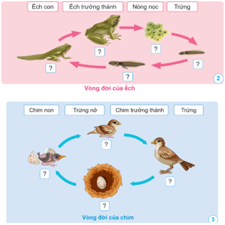 BÀI 11: VÒNG ĐỜI CỦA ĐỘNG VẬT ĐẺ TRỨNG VÀ ĐỘNG VẬT ĐẺ CON(2 tiết)