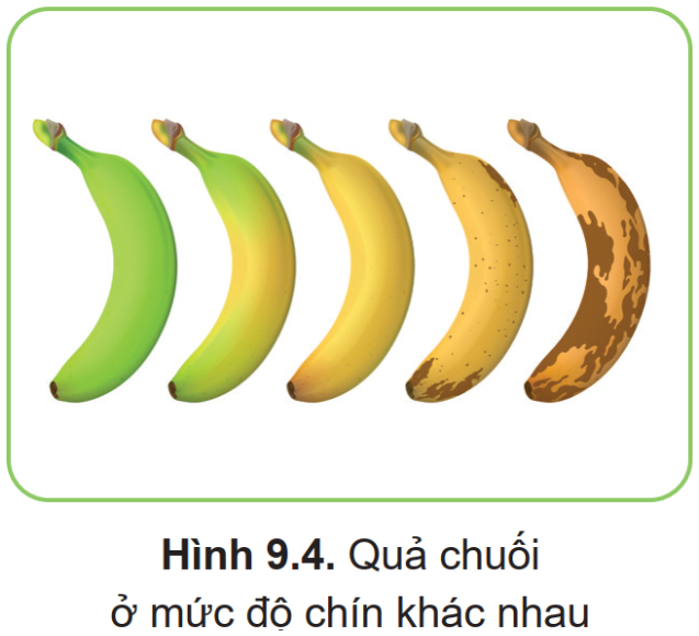 I. GIÁO ÁN WORD KÌ 2 CÔNG  NGHỆ 9 – TRỒNG CÂY ĂN QUẢ CÁNH DIỀUGiáo án Công nghệ 9 Trồng cây ăn quả cánh diều bài 6: Kĩ thuật trồng và chăm sóc cây thanh longGiáo án Công nghệ 9 Trồng cây ăn quả cánh diều bài 7: Kĩ thuật trồng và chăm sóc cây nhãnGiáo án Công nghệ 9 Trồng cây ăn quả cánh diều bài 8: Kĩ thuật trồng và chăm sóc cây ăn quả có múiGiáo án Công nghệ 9 Trồng cây ăn quả cánh diều bài 9: Kĩ thuật trồng và chăm sóc cây chuốiGiáo án Công nghệ 9 Trồng cây ăn quả cánh diều bài 10: Thực hành trồng và chăm sóc cây ăn quảGiáo án Công nghệ 9 Trồng cây ăn quả cánh diều bài 11: Tính chi phí và hiệu quả của việc trồng cây ăn quảGiáo án Công nghệ 9 Trồng cây ăn quả cánh diều bài 12: Một số ngành nghề liên quan đến trồng cây ăn quảGiáo án Công nghệ 9 Trồng cây ăn quả cánh diều bài Ôn tập Ngày soạn: .../.../...   Ngày dạy: .../.../... BÀI 8. KĨ THUẬT TRỒNG VÀ CHĂM SÓC CÂY ĂN QUẢ CÓ MÚI  I. MỤC TIÊU1. Kiến thức:Sau bài học này, HS đạt yêu cầu sau:Phân tích được đặc điểm thực vật học, yêu cầu ngoại cảnh của cây ăn quả có múi.Nêu được quy trình trồng, chăm sóc, kĩ thuật tỉa cành, tạo tán, điều khiển ra hoa, đậu quả cho cây ăn quả có múi.2. Năng lực  Năng lực chung:Năng lực tự chủ và tự học: Lựa chọn được nguồn tài liệu phù hợp để nâng cao kiến thức về kĩ thuật trồng và chăm sóc cây ăn quả có múi.Năng lực giao tiếp và hợp tác: Hoạt động nhóm một cách hiệu quả theo đúng yêu cầu của GV, tích cực tham gia các hoạt động trong lớp.Giải quyết vấn đề và sáng tạo: Thảo luận với các thành viên trong nhóm nhằm giải quyết các vấn đề trong bài học để hoàn thành nhiệm vụ học tập.Năng lực công nghệ: Biết được kĩ thuật trồng một số loại cây ăn quả có múi ở địa phương.Nêu được các biện pháp an toàn lao động và vệ sinh môi trường trong quá trình trồng và chăm sóc cây ăn quả có múi.3. Phẩm chấtChăm chỉ có ý thức về nhiệm vụ học tập; ý thức vận dụng kiến thức, kĩ năng vào thực tiễn. II. THIẾT BỊ DẠY HỌC VÀ HỌC LIỆU 1. Đối với GV: SGK Công nghệ trồng cây ăn quả 9, tài liệu giảng dạy, giáo án PPT.Tranh, ảnh liên quan đến nội dung bài học.Máy tính, máy chiếu (nếu có).2. Đối với HS: SGK, SBT Công nghệ trồng cây ăn quả 9.Vở, bút và những dụng cụ theo yêu cầu của GV.III. TIẾN TRÌNH DẠY HỌCA. HOẠT ĐỘNG KHỞI ĐỘNG a) Mục tiêu: Hoạt động này giúp HS tạo tâm thế sẵn sàng học tập và gợi mở nhu cầu nhận thức, kích thích sự tò mò thích thú và mong muốn tìm hiểu các nội dung tiếp theo.b) Nội dung: HS quan sát Hình 8.1 SGK tr.41 và trả lời câu hỏi trong mục Khởi động nêu ở đầu bài.c) Sản phẩm: Câu trả lời của HS về một số loại cây ăn quả có múi.d) Tổ chức thực hiện: Bước 1: GV chuyển giao nhiệm vụ học tập - GV yêu cầu HS quan sát Hình 8.1 SGK, trả lời câu hỏi dựa trên hiểu biết của mình: Em hãy cho biết tên của các loại quả có múi ở Hình 8.1 và tên của một số loại quả có múi khác mà em biết.Bước 2: HS tiếp nhận, thực hiện nhiệm vụ học tập- HS quan sát hình ảnh, thảo luận và suy nghĩ câu trả lời.- GV hướng dẫn, hỗ trợ HS (nếu cần thiết). Bước 3: Báo cáo kết quả hoạt động, thảo luận- GV mời đại diện một số HS trả lời:Đáp án: a) Phật thủ, b) bưởi, c) chanh, d) quất.- GV mời HS khác lắng nghe, nhận xét, bổ sung (nếu có).Bước 4: Đánh giá kết quả thực hiện nhiệm vụ, học tập- GV đánh giá, nhận xét, chuẩn kiến thức.- GV dẫn dắt HS vào bài học mới: Cây ăn quả có múi có giá trị dinh dưỡng cao và mang lại hiệu quả kinh tế cao nên được trồng phổ biến ở nước ta hiện nay. Những loại cây này không chỉ trồng tô điểm sân vườn mà chúng còn đem lại nhiều công dụng khác nhau. Vậy để tìm hiểu rõ hơn về đặc điểm cũng như quy trình trồng và chăm sóc cây ăn quả có múi, chúng ta cùng vào bài học hôm nay - Bài 8. Kĩ thuật trồng và chăm sóc cây ăn quả có múi.B. HOẠT ĐỘNG HÌNH THÀNH KIẾN THỨC MỚI Hoạt động 1: Tìm hiểu về đặc điểm thực vật học của cây ăn quả có múia) Mục tiêu: HS phân tích được đặc điểm thực vật học của cây ăn quả có múi. b) Nội dung: GV cho HS tìm hiểu về đặc điểm thực vật học và yêu cầu ngoại cảnh của cây ăn quả có múi theo nội dung SGK tr.41 - 43 và trả lời các câu hỏi.c) Sản phẩm: Câu trả lời của HS về đặc điểm thực vật học và yêu cầu ngoại cảnh  của cây ăn quả có múi.d) Tổ chức thực hiện:HOẠT ĐỘNG CỦA GV VÀ HSSẢN PHẨM DỰ KIẾNNhiệm vụ 1. Tìm hiểu về đặc điểm thực vật họcBước 1: GV chuyển giao nhiệm vụ học tập- GV chia lớp thành 4 nhóm, dạy học theo kĩ thuật khăn trải bàn.- GV yêu cầu các nhóm thảo luận và trả lời câu hỏi trong các hộp Khám phá:+ Nhóm 1, 2: Trả lời câu hỏi trong hộp Khám phá 1 - Quan sát Hình 8.2 và đọc nội dung mục I, em hãy phân tích đặc điểm thực vật học của cây bưởi. (Đính kèm bên dưới phần Nhiệm vụ 1)+ Nhóm 3, 4: Trả lời câu hỏi trong hộp Khám phá 2 - Hãy phân tích các điều kiện ngoại cảnh ảnh hưởng đến sự sinh trưởng và phát triển của cây ăn quả có múi. Bước 2: HS tiếp nhận, thực hiện nhiệm vụ học tập- HS đọc thông tin SGK, thảo luận nhóm và trả lời câu hỏi.- GV hướng dẫn, theo dõi, hỗ trợ HS khi cần.Bước 3: Báo cáo kết quả hoạt động, thảo luận- GV mời 2 nhóm trình bày kết quả thảo luận.- GV mời các nhóm khác nhận xét, bổ sung (nếu có).Bước 4: Đánh giá kết quả thực hiện nhiệm vụ, học tập - GV đánh giá, nhận xét, chuẩn kiến thức.- GV chuyển sang nhiệm vụ mới. I. Đặc điểm thực vật học- Rễ: Rễ cây ăn quả có múi sinh trưởng thành từng đợt và luân phiên với những đợt ra lộc.- Thân và cành: + Cây ăn quả có múi thuộc dạng thân gỗ, tán cây có hình dạng khác nhau phụ thuộc vào loại và giống cây. + Cây ra lộc ở nhiệt độ hơn 12,5 °C. Một năm có 2 – 5 đợt lộc, phụ thuộc vào khí hậu và tuổi cây.- Lá: + Cây ăn quả có múi có lá đơn, thuôn dài hoặc phân thuỳ, xanh quanh năm. + Lá có nhiều túi tinh dầu nên khi vò nát sẽ thấy có mùi đặc trưng cho từng loài.- Hoa: + Hoa thuộc loại hoa lưỡng tính, có 5 cánh dài, màu trắng; hoa mọc thành chùm hoặc đơn lẻ. + Đối với đa số các loại cây ăn quả có múi, từ lúc hoa nở đến khi quả chín là 7 – 10 tháng; đối với cây chanh và quất, sau 4 tháng tính từ khi hoa nở có thể thu hoạch quả xanh để ăn tươi.- Quả: + Quả có cấu tạo gồm vỏ quả, các múi (là lá noãn) và trung trụ quả. + Hạt có hình dạng tròn dài hoặc bẹt với kích thước khác nhau tuỳ theo giống và loài.II. Yêu cầu ngoại cảnh1. Nhiệt độ- Nhìn chung, cây ăn quả có múi có thể trồng được ở vùng có nhiệt độ 12 – 39 °C, phát triển tốt ở nhiệt độ năm trung bình trên 15 °C, nhiệt độ thích hợp nhất là 23-29 °C.2. Ánh sáng- Cường độ ánh sáng phù hợp cho cây cam, quýt là 10 000 – 15 000 lux. - Vào mùa hè, cường độ ánh sáng những ngày trời nắng gắt cao hơn 100 000 lux, kết hợp với nhiệt độ cao có thể làm cho quả bị rám nắng.3. Độ ẩm- Sau khi trồng, 2 – 3 ngày tưới nước một lần với lượng 10 – 20 lít/cây cho đến khi cây ra hoa để thu hoạch quả. - Tưới nước với lượng khoảng 30 – 50 lít/cây và 2 – 3 ngày tưới một lần, từ khi cây ra hoa đến trước khi thu hoạch quả để duy trì độ ẩm đất ở 65 – 80%.4. Đất- Nhiều loại cây ăn quả có múi có thể sinh trưởng và phát triển tốt ở vùng đất thịt, đất thịt nhẹ, đất cát pha hay đất phù sa có tầng canh tác dày khoảng 1,0 m; - Những vùng đồi núi như tỉnh Hoà Bình, Tuyên Quang, Hà Giang hay vùng đồng bằng sông Hồng, sông Cửu Long đều có thể trồng được cây ăn quả có múi.Hình 8.2. Đặc điểm thực vật học của cây bưởiHoạt động 2: Tìm hiểu về quy trình kĩ thuật trồng và chăm sóc cây ăn quả có múia) Mục tiêu: HS nêu được quy trình trồng và kĩ thuật chăm sóc cây ăn quả có múi.b) Nội dung: GV cho HS tìm hiểu về kĩ thuật trồng và kĩ thuật chăm sóc cây ăn quả có múi theo nội dung SGK tr.43 và trả lời các câu hỏi.c) Sản phẩm: Câu trả lời của HS về kĩ thuật trồng và kĩ thuật chăm sóc của cây ăn quả có múi.d) Tổ chức thực hiện:HOẠT ĐỘNG CỦA GV VÀ HSSẢN PHẨM DỰ KIẾNNhiệm vụ 1. Tìm hiểu về kĩ thuật trồngBước 1: GV chuyển giao nhiệm vụ học tập- GV yêu cầu HS làm việc theo nhóm (4 HS/ nhóm), đọc thông tin SGK tr.43 và hoàn thành phiếu học tập số 1.(Đính kèm bên dưới phần Nhiệm vụ 1)- GV mở rộng kiến thức, yêu cầu các nhóm lần lượt trả lời câu hỏi trong hộp Khám phá: Nhờ có đặc điểm quý nào mà bưởi Da Xanh được xuất khẩu sang nhiều nước khác nhau trên thế giới?Bước 2: HS tiếp nhận, thực hiện nhiệm vụ học tập- HS quan sát hình ảnh, đọc thông tin SGK và trả lời câu hỏi.- GV hướng dẫn, theo dõi, hỗ trợ HS khi cần.Bước 3: Báo cáo kết quả hoạt động, thảo luận- GV mời một số HS đại diện nhóm trả lời phiếu học tập số 1 học tập.- GV mời đại diện 2 - 3 nhóm trình bày câu trả lời cho câu hỏi mở rộng:+ Bưởi Da Xanh thường có vị ngọt thanh, hương thơm đặc trưng và vị chua nhẹ, tạo nên một trải nghiệm ẩm thực độc đáo và thú vị. Chất lượng cao và hương vị đặc biệt này làm cho bưởi Da Xanh được đánh giá cao và được ưa chuộng trên thị trường quốc tế.+ Bưởi Da Xanh thường có vỏ mỏng, dễ bóc và không bị tổn thương dễ dàng trong quá trình vận chuyển và bảo quản. Điều này làm cho nó trở thành lựa chọn lý tưởng cho việc xuất khẩu, vì sản phẩm vẫn giữ được hình dáng và chất lượng tốt khi đến tay người tiêu dùng.+ Bưởi Da Xanh có khả năng bảo quản lâu, có thể kéo dài thời gian tươi mới khi được bảo quản ở nhiệt độ thích hợp. Điều này cho phép nó được xuất khẩu sang các quốc gia khác mà không cần lo lắng về việc sản phẩm hỏng hóc trong quá trình vận chuyển.- GV mời một số HS khác nhận xét, bổ sung (nếu có).Bước 4: Đánh giá kết quả thực hiện nhiệm vụ, học tập - GV đánh giá, nhận xét, chuẩn kiến thức.- GV chuyển sang nhiệm vụ mới. III. Quy trình kĩ thuật trồng và chăm sóc cây ăn quả có múiA. Kĩ thuật trồng1. Lựa chọn thời vụ trồng cây- Thời vụ trồng nhãn thuận lợi là vụ xuân (tháng 2 - 4) và vụ thu (tháng 8 - 10). - Ở vùng thiếu nước nên trồng vào đầu mùa mưa (tháng 4 - 5). Ở miền Bắc nước ta cần tránh trồng vào mùa đông.2.  Xác định mật độ trồng cây- Khoảng cách trồng nhãn thích hợp là 5 m × 5 m, tương đương với mật độ trồng khoảng 400 cây/ha.3. Chuẩn bị hố trồng cây- Đào hố có kích thước 70 cm × 70 cm, sâu 40 – 50 cm (Hình 7.6a). - Mỗi hố trồng bón lót 30 kg phân chuồng hoai mục, 0,5 kg phân lân nung chảy và 0,1 kg phân NPK 20-20-15. Trộn đất với phân bón lót và lấp đến miệng hố tại thời điểm chuẩn bị hố trồng.4. Trồng cây- Loại bỏ túi bầu, đặt bầu cây vào chính giữa hố trồng rồi lấp đất kín bầu, dùng tay nén chặt (Hình 7.6b - Hình 7.6d).- Cắm cọc chéo với thân cây, ngược chiều gió và dùng dây mềm buộc cố định để chống gió làm lung lay rễ cây (Hình 7.6e).- Dùng cây cỏ, thân, lá khô phủ gốc dày 7 – 10 cm và tưới đẫm nước ngay sau khi trồng để giữ ẩm đất (Hình 7.6g). PHIẾU HỌC TẬP SỐ 1Tên nhóm:……………………………………………………………………QUY TRÌNH TRỒNG CÂY ĂN QUẢ CÓ MÚIBước thực hiệnCông việc cụ thểLựa chọn thời vụ trồng cây Xác định mật độ trồng cây Chuẩn bị hố trồng cây  Trồng cây   ----------------------------------------------------------- Còn tiếp ----------------------Ngày soạn: .../.../...   Ngày dạy: .../.../... BÀI 9. KĨ THUẬT TRỒNG VÀ CHĂM SÓC CÂY CHUỐI I. MỤC TIÊU1. Kiến thức: Sau bài học này, HS đạt yêu cầu sau:Phân tích được đặc điểm thực vật học, yêu cầu ngoại cảnh của cây chuối.Nêu được quy trình trồng, chăm sóc, kĩ thuật tỉa cành, tạo tán, điều khiển ra hoa, đậu quả cho cây chuối.2. Năng lực  Năng lực chung:Năng lực tự chủ và tự học: Lựa chọn được nguồn tài liệu phù hợp để nâng cao kiến thức về kĩ thuật trồng và chăm sóc cây chuối.Năng lực giao tiếp và hợp tác: Hoạt động nhóm một cách hiệu quả theo đúng yêu cầu của GV, tích cực tham gia các hoạt động trong lớp.Giải quyết vấn đề và sáng tạo: Thảo luận với các thành viên trong nhóm nhằm giải quyết các vấn đề trong bài học để hoàn thành nhiệm vụ học tập.Năng lực công nghệ: Trình bày được các đặc điểm thực vật học, yêu cầu ngoại cảnh, các kĩ thuật trồng và chăm sóc cây chuối.Vận dụng kiến thức để thực hiện được việc trồng và chăm sóc cây chuối ở địa phương.3. Phẩm chấtChăm chỉ có ý thức về nhiệm vụ học tập; ý thức vận dụng kiến thức, kĩ năng vào thực tiễn. II. THIẾT BỊ DẠY HỌC VÀ HỌC LIỆU 1. Đối với GV: SGK Công nghệ trồng cây ăn quả 9, tài liệu giảng dạy, giáo án PPT.Tranh, ảnh liên quan đến nội dung bài học.Máy tính, máy chiếu (nếu có).2. Đối với HS: SGK, SBT Công nghệ trồng cây ăn quả 9.Vở, bút và những dụng cụ theo yêu cầu của GV.III. TIẾN TRÌNH DẠY HỌCA. HOẠT ĐỘNG KHỞI ĐỘNG a) Mục tiêu: Hoạt động này giúp HS tạo tâm thế sẵn sàng học tập và gợi mở nhu cầu nhận thức, kích thích sự tò mò thích thú và mong muốn tìm hiểu các nội dung tiếp theo.b) Nội dung: HS quan sát hình ảnh để trả lời câu hỏi mở đầu.c) Sản phẩm: Câu trả lời của HS về đặc điểm của cây chuối.d) Tổ chức thực hiện: Bước 1: GV chuyển giao nhiệm vụ học tập - GV đưa ra câu đố vui : “Quả gì vỏ sắc vàng tươi, Ruột ăn thơm ngọt mọi người đều ưaChỉ riêng mấy chú trò hưMùa thi rất sợ rất lo dẫm vào”Là quả gì?- GV nêu vấn đề: Em nãy quan sát các sản phẩm trong hình 9.1 làm từ bộ phận nào của cây chuối: hoa chuối, quả chuối xanh, lá chuối, thân cây chuối?Bước 2: HS tiếp nhận, thực hiện nhiệm vụ học tập- HS quan sát hình ảnh, thảo luận và suy nghĩ câu trả lời.- GV hướng dẫn, hỗ trợ HS (nếu cần thiết). Bước 3: Báo cáo kết quả hoạt động, thảo luận- GV mời đại diện một số HS trả lời:Đáp án: Câu 1 đố vui: quả chuối.Câu 2: a) thân chuối.b) quả chuối.c) lá chuối.d) hoa chuối.- GV mời HS khác lắng nghe, nhận xét, bổ sung (nếu có).Bước 4: Đánh giá kết quả thực hiện nhiệm vụ, học tập- GV đánh giá, nhận xét, chuẩn kiến thức.- GV dẫn dắt HS vào bài học mới: Cây chuối là một thực vật thân thương trong đời sống người Việt. Ngoài trái chuối để ăn thì người Việt đã sử dụng mọi thành phần cây chuối: lá, thân, hoa, củ,.... Để tìm hiểu rõ hơn về đặc điểm cũng như quy trình trồng và chăm sóc cây chuối, chúng ta cùng vào bài học hôm nay - Bài 9. Kĩ thuật trồng và chăm sóc cây chuối. B. HOẠT ĐỘNG HÌNH THÀNH KIẾN THỨC MỚI Hoạt động 1: Tìm hiểu về đặc điểm thực vật học của cây chuốia) Mục tiêu: HS phân tích được đặc điểm thực vật học của cây chuối. b) Nội dung: GV cho HS tìm hiểu về đặc điểm thực vật học và yêu cầu ngoại cảnh của cây chuối theo nội dung SGK tr.47 - 48 và trả lời các câu hỏi.c) Sản phẩm: Câu trả lời của HS về đặc điểm thực vật học và yêu cầu ngoại cảnh của cây chuô.d) Tổ chức thực hiện:HOẠT ĐỘNG CỦA GV VÀ HSSẢN PHẨM DỰ KIẾNNhiệm vụ 1. Tìm hiểu về đặc điểm thực vật họcBước 1: GV chuyển giao nhiệm vụ học tập- GV chia lớp thành 4 nhóm, dạy học theo kĩ thuật khăn trải bàn.- GV yêu cầu các nhóm thảo luận và giao nhiệm vụ cụ thể.+ Nhóm 1, 2: Tìm hiểu về đặc điểm thực vật học của cây chuối. + Nhóm 3, 4: Tìm hiểu về yêu cầu ngoại cảnh của cây chuối. - GV mở rộng kiến thức, yêu cầu các nhóm lần lượt trả lời câu hỏi trong hộp Khám phá:1. Em hãy cho biết rễ và thân của cây chuối có đặc điểm gì khác so với cây xoài, cây nhãn?2. Hãy nêu đặc điểm của hoa chuối và quả chuối. Bước 2: HS tiếp nhận, thực hiện nhiệm vụ học tập- HS đọc thông tin SGK tr.47 - 48, thảo luận nhóm và trả lời câu hỏi.- GV hướng dẫn, theo dõi, hỗ trợ HS khi cần.Bước 3: Báo cáo kết quả hoạt động, thảo luận- GV mời 2 nhóm trình bày kết quả thảo luận.- GV mời các nhóm trả lời câu hỏi mở rộng.1. (Đính kèm bảng bên dưới phần Nhiệm vụ 1)- GV mời các nhóm khác nhận xét, bổ sung (nếu có).Bước 4: Đánh giá kết quả thực hiện nhiệm vụ, học tập - GV đánh giá, nhận xét, chuẩn kiến thức.- GV chuyển sang nhiệm vụ mới. I. Đặc điểm thực vật học- Rễ: + Rễ chuối có dạng hình ống, kích thước đầu và cuối rễ gần bằng nhau;+ Rễ mọc ra từ vách của thân ngầm, phân bố nông trong tầng đất 0,3 – 0,7 m nên cây dễ bị đổ khi ra quả vào mùa mưa bão.- Thân và cành: + Thân cây chuối cao trung bình 3 hai phần. + Phần nằm dưới đất là thân thật chuối hoặc thân ngầm); thân thật có khả năng hình thành chồi mới và rễ mới.+ Phần nằm trên mặt đất được gọi là thân giả, do các bẹ lá xếp lớp lên nhau theo hình xoắn ốc.- Lá: + Lá chuối màu xanh đậm, hình dạng thuôn dài, lá trưởng thành có chiều dài tới 3 m, chiều rộng tới 0,6 m (Hình 9.3c), có lớp phấn sáp dày ở mặt dưới. + Lá mọc ra từ đỉnh sinh trưởng của chồi và nằm trong thân khoảng 2 tháng rồi vươn ra ngoài. Tuổi thọ của lá trên cây khoảng 50 – 150 ngày.- Hoa:+ Cây chuối có thể ra hoa khi cây đạt 25 – 50 lá. Cụm hoa phát triển từ thân ngầm, khi đậu quả hình thành buồng chuối. + Cụm hoa có hoa cái sẽ tạo thành quả, hoa lưỡng tính và hoa đực sẽ không hình thành quả. + Cụm hoa gồm những lá bắc màu đỏ tía xếp úp lên nhau thành hình nón dài, ở kẽ mỗi lá bắc có 8 – 15 hoa xếp thành hai hàng tạo thành nải chuối.- Quả: + Quả chuối có vỏ màu xanh và chuyển sang vàng khi chín.+ Tuỳ thuộc vào các giống, mỗi buồng chuối có 4 15 nải, mỗi nải có 12 – 30 quả, khối lượng mỗi quả khoảng 50 – 300 g, quả có chiều dài 10 – 25 cm, đường kính quả khoảng 2,5 – 4,0 cm.II. Yêu cầu ngoại cảnh1. Nhiệt độ+ Cây chuối sinh trưởng và phát triển tốt ở nhiệt độ 25 – 36 °C. Nhiệt độ thuận lợi cho thân và lá chuối phát triển là 30 °C và thích hợp cho quả chín là 20 °C. + Khi nhiệt độ xuống đến 6 °C sẽ ảnh hưởng xấu đến sự sinh trưởng và phát triển của cây chuối.2. Ánh sáng+ Cây chuối sinh trưởng và phát triển tốt ở cường độ ánh sáng mạnh. + Nếu bị che nắng và cường độ ánh sáng mặt trời thấp sẽ kéo dài thời gian sinh trưởng của cây, cây đẻ ít chồi hơn.3. Độ ẩm+ Cây chuối cần lượng nước lớn vì có lá lớn, bộ rễ phân bố hẹp và nông. + Khu vực có lượng mưa trung bình khoảng 1 000 – 1 600 mm/năm phù hợp cho trồng chuối.4. Đất+ Để đạt năng suất cao, đất trồng cây chuối cần tơi xốp, thoáng khí, thoát và giữ nước tốt, có tầng canh tác đạt 100 – 120 cm. + Cây chuối bị ngập úng trong 1 tuần sẽ bị chết. + Cây chuối có thể trồng được ở vùng đồi núi. ----------------------------------------------------------- Còn tiếp ---------------------- II. TRẮC NGHIỆM KÌ 2 CÔNG NGHỆ 9 – TRỒNG CÂY ĂN QUẢ CÁNH DIỀU