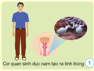 BÀI 14: NAM VÀ NỮ(2 tiết)