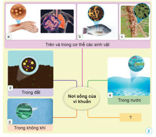 CHỦ ĐỀ 4: VI KHUẨN