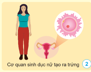 BÀI 14: NAM VÀ NỮ(2 tiết)