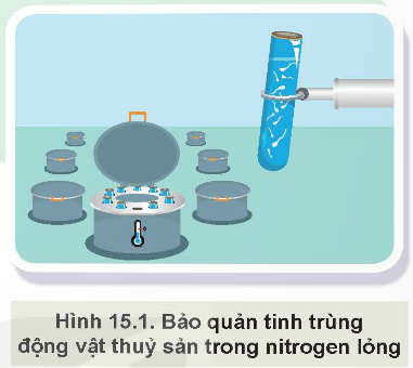 CHƯƠNG VII: CÔNG NGHỆ THỨC ĂN THỦY SẢNBÀI 16: THỨC ĂN THỦY SẢN I. MỤC TIÊU1. Kiến thứcSau bài học này, HS sẽ:Trình bày được thành phần dinh dưỡng và vai trò của các nhóm thức ăn thủy sản.2. Năng lựcNăng lực chung: Giao tiếp và hợp tác: khả năng thực hiện nhiệm vụ một cách độc lập hay theo nhóm; Trao đổi tích cực với giáo viên và các bạn khác trong lớp.Tự chủ và tự học: biết lắng nghe và chia sẻ ý kiến cá nhân với bạn, nhóm và GV. Tích cực tham gia các hoạt động trong lớp.Giải quyết vấn đề và sáng tạo: biết phối hợp với bạn bè khi làm việc nhóm, tư duy logic, sáng tạo khi giải quyết vấn đề.Năng lực riêng: Năng lực tìm hiểu công nghệ: Lựa chọn được các nguồn tài liệu phù hợp để tìm hiểu về thành phần dinh dưỡng và vai trò của các nhóm thức ăn thủy sản.3. Phẩm chấtChăm chỉ: HS chuẩn bị bài trước khi đến lớp, hăng say tìm tòi kiến thức bên ngoài để mở rộng hiểu biết và thường xuyên xem lại kiến thức bài cũ.Trung thực: HS thật thà, ngay thẳng trong việc đánh giá và tự đánh giá; HS mạnh dạn nói lên ý tưởng, suy nghĩ của mình.II. THIẾT BỊ DẠY HỌC 1. Đối với giáo viênGiáo án, SGK, SGV, SBT Công nghệ Lâm nghiệp – Thủy sản – Kết nối tri thức với cuộc sống.Máy tính, máy chiếu (nếu có).Hình ảnh, video liên quan đến các nhóm thức ăn thủy sản.2. Đối với học sinhSGK, SBT Công nghệ Lâm nghiệp – Thủy sản – Kết nối tri thức với cuộc sống.Tìm hiểu trước thông tin phục vụ cho bài học qua SGK Công nghệ Lâm nghiệp – Thủy sản và internet. III. CÁC HOẠT ĐỘNG DẠY HỌC A. HOẠT ĐỘNG KHỞI ĐỘNGa. Mục tiêu: Giúp HS gợi nhớ lại những kiến thức, kinh nghiệm đã có về thành phần dinh dưỡng và các nhóm thức ăn thủy sản, đồng thời kích thích HS mong muốn tìm hiểu bài học mới.b. Nội dung: HS quan sát hình và thực hiện yêu cầu của GV.c. Sản phẩm: Câu trả lời của HS về các nhóm thức ăn thủy sản.d.Tổ chức thực hiện:Bước 1: GV chuyển giao nhiệm vụ học tập- GV yêu cầu HS quan sát các hình ảnh sau:- GV yêu cầu HS vận dụng kiến thức thực tiễn để trả lời câu hỏi: Thức ăn thủy sản được chia thành mấy nhóm? Thức ăn trong Hình 16.1 thuộc nhóm nào?- GV nêu câu hỏi bổ sung: Thức ăn trong hình có vai trò gì đối với động vật thủy sản?Bước 2: HS tiếp nhận, thực hiện nhiệm vụ học tập- HS quan sát hình, thực hiện yêu cầu của GV. - GV quan sát, hướng dẫn, hỗ trợ HS (nếu cần thiết). Bước 3: Báo cáo kết quả thực hiện nhiệm vụ học tập- GV mời đại diện 2 – 3 HS xung phong trả lời:+ Thức ăn thủy sản được chia thành 4 nhóm: thức ăn hỗn hợp; chất bổ sung; thức ăn tươi sống; nguyên liệu.+ Thức ăn trong Hình 16.1 là thức ăn hỗn hợp.+ Vai trò của thức ăn hỗn hợp: chứa đầy đủ các chất dinh dưỡng như protein, lipid, carbohydrate, khoáng chất để phù hợp với từng loài, từng giai đoạn sinh trưởng và phát triển của thủy sản.- GV yêu cầu các HS khác lắng nghe, nhận xét, bổ sung ý kiến (nếu có).Bước 4: Đánh giá kết quả thực hiện nhiệm vụ học tập- GV chưa chốt đúng sai mà dẫn dắt HS vào bài học: Để biết được câu trả lời của các bạn là đúng hay sai cũng như tìm hiểu về vai trò của các nhóm thức ăn cho thủy sản, chúng ta cùng nghiên cứu bài học ngày hôm nay – Bài 16: Thức ăn thủy sản. B. HOẠT ĐỘNG HÌNH THÀNH KIẾN THỨCHoạt động 1: Tìm hiểu thành phần dinh dưỡng trong thức ăn thuỷ sảna. Mục tiêu: Thông qua hoạt động, HS nêu được khái niệm thức ăn thuỷ sản và các thành phần dinh dưỡng trong thức ăn thuỷ sản. b. Nội dung: HS làm việc nhóm, khai thác thông tin mục I SGK tr.82 - 83, hoàn thành yêu cầu của GV.c. Sản phẩm: Câu trả lời của HS về khái niệm thức ăn thuỷ sản và các thành phần dinh dưỡng trong thức ăn thuỷ sản. d. Tổ chức thực hiện:HOẠT ĐỘNG CỦA GV - HSDỰ KIẾN SẢN PHẨMBước 1: GV chuyển giao nhiệm vụ học tập- GV yêu cầu HS làm việc theo nhóm (4 HS / nhóm), quan sát các hình ảnh, đọc thông tin SGK tr. 82 - 83 và trình bày khái niệm của thức ăn thuỷ sản.- GV yêu cầu HS tiếp tục thảo luận nhóm để trả lời câu hỏi Khám phá: Quan sát Hình 16.3 và nêu các thành phần dinh dưỡng trong thức ăn thuỷ sản. - GV mở rộng kiến thức, yêu cầu HS liên hệ hiểu biết thực tiễn và đưa ra nhận xét về thành phần dinh dưỡng trong thức ăn của các loài thuỷ sản trong Bảng 16.1. (Đính kèm bên dưới phần Nhiệm vụ)Bước 2: HS tiếp nhận nhận, thực hiện nhiệm vụ học tập- HS nghiên cứu mục I, quan sát hình ảnh và thảo luận nhóm để trả lời câu hỏi của GV.- GV quan sát, hướng dẫn, hỗ trợ HS (nếu cần thiết).Bước 3: Báo cáo kết quả hoạt động, thảo luận- GV mời đại diện 2 – 3 nhóm trả lời.* Trả lời câu hỏi Khám phá:Thành phần dinh dưỡng trong thức thủy sản gồm:+ Nước + Chất khô:Chất vô cơ: Khoáng đa lượng và Khoáng vi lượngChất hữu cơ: protein, lipid, carbohydrate, vitamin.* Trả lời câu hỏi mở rộng:+ Chỉ số protein: chiếm chỉ số lớn nhất và quan trọng nhất bởi protein nâng cao chất lượng của thủy sản.+ Chỉ số lipid thô, carbohydrate, khoáng: chiếm chỉ số tương đối.+ Chỉ số xơ và ethoxyquin: chiếm chỉ số nhỏ nhất trong tất cả thức ăn thủy sản.- Các HS khác lắng nghe, nhận xét, bổ sung đáp án (nếu có).Bước 4: Đánh giá kết quả thực hiện nhiệm vụ học tập- GV nhận xét, đánh giá, kết luận.- GV chuyển sang nhiệm vụ mới. I. Thành phần dinh dưỡng trong thức ăn thuỷ sản1. Khái niệm- Thức ăn thuỷ sản là:+ sản phẩm cung cấp dinh dưỡng, thành phần có lợi cho sự phát triển của động vật thuỷ sản;+ bao gồm thức ăn hỗn hợp, chất bổ sung, thức ăn tươi sống và nguyên liệu. 2. Thành phần dinh dưỡng- Các loại thức ăn thuỷ sản đều có thành phần chung gồm nước và chất khô.- Trong chất khô có chất hữu cơ và chất vô cơ (Hình 16.3). Bảng 16.1. Tỉ lệ thành phần dinh dưỡng trong thức ăn của một số loài thuỷ sản nuôiLoại cáTỉ lệ các thành phần dinh dưỡng trong thức ăn (%)ProteinLipidChất xơ thôChất vô cơCá quả405612 - 14Cá rô phi giống355612 - 14Cá rô phi thương phẩm306712 - 14Tôm thẻ chân trắng4054-Cá chim vây vàng43 - 469 - 103- Hoạt động 2: Tìm hiểu vai trò của các nhóm thức ăn thuỷ sản a. Mục tiêu: Thông qua hoạt động, HS nhận thức được vai trò của các nhóm thức ăn thuỷ sản. b. Nội dung: HS nghiên cứu mục II trong SGK tr.83 - 84 để hoàn thành yêu cầu của GV.c. Sản phẩm: Câu trả lời của HS về vai trò của các nhóm thức ăn thuỷ sản. d. Tổ chức thực hiện:HOẠT ĐỘNG CỦA GV - HSDỰ KIẾN SẢN PHẨMBước 1: GV chuyển giao nhiệm vụ học tập- GV yêu cầu HS nghiên cứu thông tin mục II trong SGK, kết hợp thông tin trong Bảng 16.2 trả lời câu hỏi mục Khám phá:1. Đọc thông tin trong Bảng 16.2. và nêu vai trò của các nhóm thức ăn thuỷ sản.2. Hãy kể tên một số nguyên liệu cung cấp protein cho sản xuất thức ăn thuỷ sản. - GV yêu cầu HS thảo luận nhóm đôi, trả lời: Việc xác định vai trò của các nhóm thức ăn có ý nghĩa gì đối với nuôi thuỷ sản?- GV tổ chức cho HS liên hệ thực tiễn thông qua trả lời câu hỏi mở rộng: Kể tên một số nguyên liệu cung cấp protein cho sản xuất thức ăn thuỷ sản.Bước 2: HS tiếp nhận nhận, thực hiện nhiệm vụ học tập- HS nghiên cứu mục II, suy nghĩ trả lời câu hỏi của GV.- GV quan sát, hướng dẫn, hỗ trợ HS (nếu cần thiết).Bước 3: Báo cáo kết quả hoạt động, thảo luận- GV mời đại diện 2 – 3 HS trả lời.* Trả lời câu hỏi mục Khám phá: 1.  Vai trò của các nhóm thức ăn thuỷ sản (DKSP).2. Nguyên liệu cung cấp protein: sinh vật phù du, các loại thịt.* Trả lời câu hỏi của GV: Căn cứ vào vai trò của các nhóm thức ăn để xây dựng khẩu phần ăn phù hợp cho từng loài, từng giai đoạn sinh trưởng và phát triển của thuỷ sản.* Trả lời câu hỏi mở rộng: Bột cá khô, dầu lạc,…- Các HS khác lắng nghe, nhận xét, bổ sung ý kiến (nếu có).Bước 4: Đánh giá kết quả thực hiện nhiệm vụ học tập- GV nhận xét, đánh giá, kết luận.- GV chuyển sang nội dung luyện tập. II. Vai trò của các nhóm thức ăn thuỷ sản(Đính kèm Bảng 16.2 bên dưới phần Nhiệm vụ) ---------------- Còn tiếp ------------------II. TRẮC NGHIỆM KÌ 2 CÔNG NGHỆ 12 LÂM NGHIỆP - THỦY SẢN KẾT NỐI TRI THỨCPhiếu trắc nghiệm Công nghệ 12 Lâm nghiệp Thuỷ sản kết nối Bài 14: Sinh sản của cá và tômPhiếu trắc nghiệm Công nghệ 12 Lâm nghiệp Thuỷ sản kết nối Bài 15: Ứng dụng công nghệ sinh học trong chọn và nhân giống thuỷ sảnPhiếu trắc nghiệm Công nghệ 12 Lâm nghiệp Thuỷ sản kết nối Bài 16: Thức ăn thuỷ sảnPhiếu trắc nghiệm Công nghệ 12 Lâm nghiệp Thuỷ sản kết nối Bài 17: Phương pháp bảo quản và chế biến thức ăn thuỷ sảnPhiếu trắc nghiệm Công nghệ 12 Lâm nghiệp Thuỷ sản kết nối Bài 18: Ứng dụng công nghệ sinh học trong bảo quản, chế biến thức ăn thuỷ sảnPhiếu trắc nghiệm Công nghệ 12 Lâm nghiệp Thuỷ sản kết nối Bài 19: Công nghệ nuôi một số loài thuỷ sản phổ biến ở Việt NamPhiếu trắc nghiệm Công nghệ 12 Lâm nghiệp Thuỷ sản kết nối Bài 20: Nuôi thuỷ sản theo tiêu chuẩn VietGAPPhiếu trắc nghiệm Công nghệ 12 Lâm nghiệp Thuỷ sản kết nối Bài 21: Một số ứng dụng công nghệ cao trong nuôi thuỷ sảnPhiếu trắc nghiệm Công nghệ 12 Lâm nghiệp Thuỷ sản kết nối Bài 22: Bảo quản và chế biến sản phẩm thuỷ sảnPhiếu trắc nghiệm Công nghệ 12 Lâm nghiệp Thuỷ sản kết nối Bài 23: Vai trò của phòng, trị bệnh thuỷ sảnPhiếu trắc nghiệm Công nghệ 12 Lâm nghiệp Thuỷ sản kết nối Bài 24: Một số bệnh thuỷ sản phổ biến và biện pháp phòng, trịPhiếu trắc nghiệm Công nghệ 12 Lâm nghiệp Thuỷ sản kết nối Bài 25: Ứng dụng công nghệ sinh học trong phòng, trị bệnh thuỷ sảnPhiếu trắc nghiệm Công nghệ 12 Lâm nghiệp Thuỷ sản kết nối Bài 26: Bảo vệ nguồn lợi thuỷ sảnPhiếu trắc nghiệm Công nghệ 12 Lâm nghiệp Thuỷ sản kết nối Bài 27: Khai thác nguồn lợi thuỷ sảnBÀI 14: SINH SẢN CỦA CÁ VÀ TÔM.(21 CÂU)A. CÂU HỎI TRẮC NGHIỆM1. NHẬN BIẾT (10 CÂU)Câu 1: Tuổi thành thục sinh dục làA. tuổi lớn nhất trong đời cá có sản phẩm sinh dục thành thục.B. khoảng thời gian cá có sản phẩm sinh dục thành thục.C. khoảng 12 - 18 tháng tuổi.D. tuổi nhỏ nhất trong đời cá có sản phẩm sinh dục thành thục.Câu 2: Mùa sinh sản là A. mùa có điều kiện môi trường thuận lợi cho sự tồn tại, phát triển của phôi và cá con.B. mùa có có nhiều thức ăn và ít kẻ thù của cá.C. mùa có khí hậu thuận lợi cho sinh trơngr và phát triển của cá con.D. mùa nước có .Câu 3: Hầu hết các phương thức sinh sản của các loài cá đẻ trứng làA. thụ tinh trong cơ thể.B. thụ tinh ngoài trong môi trường nước.C. thụ tinh ngoài trong môi trường không khí.D. thụ tinh ngoài trong môi trường ẩm thấp.Câu 4: Ở Việt Nam, mùa sinh sản chủ yếu của cá làA. cuối xuân đầu hè ở miền Bắc và đầu mùa khô ở miền Nam.B. cuối đông đầu xuân ở miền Bắc và đầu mua khô ở miền Nam.C. cuồi hè đầu thu ở miền Bắc và đầu mùa mưa ở miền Nam.D. cuối xuân đầu hè ở miền Bắc và đầu mùa mưa ở miền Nam.Câu 5: Tuổi thành thục sinh dục ở cá rô phi là A. 4 - 6 tháng tuổi.B. 12 - 18 tháng tuổi.C. 24 tháng tuổi.D. 36 tháng tuổi.Câu 6: Tuổi thành thục sinh dục ở cá tra cái là A. 4 - 6 tháng tuổi.B. 12 - 18 tháng tuổi.C. 24 tháng tuổi.D. 36 tháng tuổi.Câu 7: Tuổi thành thục sinh dục ở cá tra đực là A. 4 - 6 tháng tuổi.B. 12 - 18 tháng tuổi.C. 24 tháng tuổi.D. 36 tháng tuổi.2. THÔNG HIỂU (4 CÂU) Câu 1: Đâu không phải vai trò của giống trong nuôi thuỷ sản ?A. Quyết định năng suất nuôi thuỷ sản.B. Quy định chất lượng thuỷ sản.C. Quyết định hiệu quả kinh tế thuỷ sảnD. Bảo vệ môi trường sinh thái.Câu 2: Cá có sức sinh sản tương đối cao vìA. đặc tính đẻ trứng, thụ tinh ngoài môi trường nước.B. có thể đẻ nhiều lứa trong năm.C. đặc tính đẻ con.D. đặc tính thụ tinh trong.Câu 3: Túi chứa tinh nằm ởA. trên lưng tôm cái.B. Trên lưng tôm đực.C. dưới bụng tôm cái.D. dưới bụng tôm đực.---------------- Còn tiếp ------------------BÀI 15: ỨNG DỤNG CÔNG NGHỆ SINH HỌC TRONG CHỌN VÀ NHÂN GIỐNG THUỶ SẢN(16 CÂU)