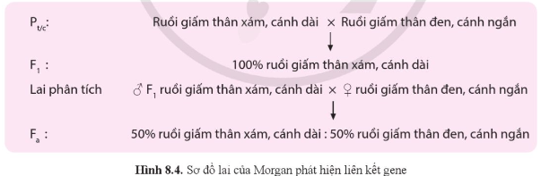 BÀI 8: DI TRUYỀN LIÊN KẾT GIỚI TÍNH, LIÊN KẾT GENE VÀ HOÁN VỊ GENEA. KHỞI ĐỘNGGV dẫn dắt, đặt vấn đề; HS vận dụng kiến thức, kĩ năng đã học để giải quyết vấn đề.B. HOẠT ĐỘNG HÌNH THÀNH KIẾN THỨCHoạt động 1: Tìm hiểu bối cảnh ra đời thí nghiệm của MorganBối cảnh ra đời thí nghiệm của Morgan.Dự kiến sản phẩm:- Thomas Hunt Morgan (1866 - 1945) - nhà di truyền học và động vật học người Mỹ, là người xây dựng nên thuyết di truyền nhiễm sắc thể.- Bối cảnh: Hiện tượng di truyền được giải thích bởi quy luật di truyền Mendel và quan sát nhiễm sắc thể của Flemming, cấu trúc bắt chéo của nhiễm sắc thể được quan sát dưới kính hiển vi của Janssens.→ Morgan đã phát hiện các dòng đột biến về màu mắt và nhiều tính trạng khác của ruồi giấm…Hoạt động 2: Tìm hiểu di truyền giới tính và di truyền liên kết giới tính- Khái niệm về nhiễm sắc thể giới tính, di truyền giới tính.- Cơ chế di truyền xác định giới tính.- Cách bố trí thí nghiệm của Morgan và khái niệm di truyền liên kết giới tính.- Ứng dụng di truyền giới tính và di truyền liên kết giới tính.Dự kiến sản phẩm:1. Nhiễm sắc thể giới tính- Nhiễm sắc thể giới tính có vai trò xác định giới tính của cá thể.- Các nhiễm sắc thể giới tính tồn tại theo cặp khác nhau giữa cá thể đực và cá thể cái của loài.- Các dạng tồn tại của cặp nhiễm sắc thể giới tính: đồng giao tử, dị giao tử, chỉ mang một nhiễm sắc thể.Bảng 8.1. Cặp nhiễm sắc thể giới tính và sự xác định giới tính ở một số sinh vậtĐại diệnCặp nhiễm sắc thể giới tínhGiới tínhĐộng vật có vú, ruồi giấmXYĐực  XXCáiChâu chấuXOĐực XXCáiCá, chim, bướmZZĐực ZWCái2. Sự di truyền giới tính- Sự di truyền giới tính là sự di truyền các nhiễm sắc thể giới tính, từ đó xác định giới tính của sinh vật…Hoạt động 3: Tìm hiểu về di truyền liên kết- Thí nghiệm của Morgan phát hiện di truyền liên kết gene và hoán vị gene.- Ý nghĩa của liên kết gene và hoán vị gene.- Bản đồ di truyền và ý nghĩa của bản đồ di truyền.Dự kiến sản phẩm:1. Thí nghiệm của Morgan phát hiện di truyền liên kết gene và hoán vị gene1.1. Thí nghiệm phát hiện hiện tượng liên kết gene- Lai hai dòng ruồi giấm thuần chủng khác nhau về màu thân và dạng cánh.- Cho ruồi đực F1 lai phân tích.Quan điểm của Morgan về di truyền liên kết- Trên một nhiễm sắc thể có nhiều gene cùng tồn tại, các gene này phân li cùng nhau trong quá trình giảm phân tạo giao tử, các tính trạng do các gene trên cùng một nhiễm sắc thể di truyền liên kết với nhau…C. HOẠT ĐỘNG LUYỆN TẬPCâu 1: Trong các bệnh sau đây ở người, bệnh nào là bệnh di truyền liên kết với giới tính?A. Bệnh máu khó đông.B. Bệnh tiểu đường.C. Bệnh ung thư máu.D. Bệnh bạch tạng.Câu 2: Phát biểu nào sau đây là không đúng?A. Ở sinh vật, giới dị giao tử luôn là giới đực, giới đồng giao tử luôn là giới cái.B. Ở châu chấu, con đực có thể tạo giao tử mang nhiễm sắc thể X và giao tử không mang nhiễm sắc thể giới tỉnh.C. Ở một số loài côn trùng như bướm, cá thể đực là giới đồng giao tử, cá thể cái là giới dị giao tử.D. Giới tính ở sinh vật không phải luôn được xác định bởi cặp nhiễm sắc thể giới tỉnh.Câu 3: Phát biểu nào sau đây không đúng về hiện tượng di truyền theo dòng mẹ?A. Kiểu hình của các cơ thể con đều giống mẹ.B. Một cơ thể dùng làm mẹ lai với các cơ thể khác nhau vẫn cho đời con cùng 1 kiểu hình.C. Gene quy định tính trạng nằm trên nhiễm sắc thể X.D. Lai thuận nghịch cho kết quả khác nhau.Câu 4: Phát biểu nào sau đây về hiện tượng di truyền theo dòng mẹ là không đúng?A. Tính trạng do gene ngoài nhân quy định.B. Tính trạng biểu hiện ở thế hệ con chỉ phụ thuộc vào cá thể mẹ.C. Tính trạng biểu hiện ở thế hệ con phụ thuộc vào cá thể bố và mẹ.D. Kết quả phép lai thuận và nghịch là khác nhau.Câu 5: Bệnh máu khó đông (hemophilia) là bệnh di truyền liên kết giới tỉnh do đột biến gene lặn nằm trên nhiễm sắc thể X và không gây chết ở tuổi còn trẻ. Nhận định nào sau đây là không đúng?A. Bố bị máu khó đông và mẹ là thể mang gene bệnh có nguy cơ sinh con gái bị bệnh là 25%.B. Bố không bị bệnh và mẹ là thể mang gene bệnh có nguy cơ sinh con bị bệnh là 25% và đó là con trai.C. Bố bị máu khó đông và mẹ không mang gene bệnh có nguy cơ sinh con bị bệnh là 50%.D. Mẹ bị máu khó đông thì con trai cũng bị máu khó đông.Dự kiến sản phẩm:Câu hỏi12345Đáp ánAACCCD. HOẠT ĐỘNG VẬN DỤNG