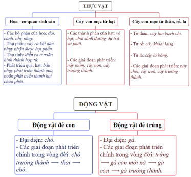 ÔN TẬP CHỦ ĐỀ THỰC VẬT VÀ ĐỘNG VẬT(1 tiết)