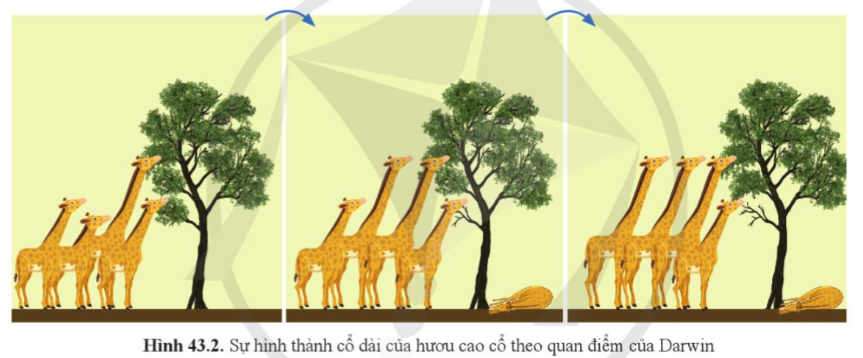 I. SLIDE ĐIỆN TỬ KÌ 2 SINH HỌC 9 CÁNH DIỀU Giáo án điện tử KHTN 9 cánh diều - Phân môn Sinh học Bài 39: Di truyền liên kết và cơ chế xác định giới tínhGiáo án điện tử KHTN 9 cánh diều - Phân môn Sinh học Bài 40: Di truyền học ngườiGiáo án điện tử KHTN 9 cánh diều - Phân môn Sinh học Bài 41: Ứng dụng công nghệ di truyền vào đời sốngGiáo án điện tử KHTN 9 cánh diều - Phân môn Sinh học Bài tập (Chủ đề 11)Giáo án điện tử KHTN 9 cánh diều - Phân môn Sinh học Bài 42: Giới thiệu về tiến hóa, chọn lọc nhân tạo và chọn lọc tự nhiênGiáo án điện tử KHTN 9 cánh diều - Phân môn Sinh học Bài 43: Cơ chế tiến hóaGiáo án điện tử KHTN 9 cánh diều - Phân môn Sinh học Bài 44: Sự phát sinh và phát triển sự sống trên Trái ĐấtGiáo án điện tử KHTN 9 cánh diều - Phân môn Sinh học Bài tập (Chủ đề 12)Giáo án điện tử KHTN 9 cánh diều - Phân môn Sinh học Bài Ôn tập giữa học kì 2Giáo án điện tử KHTN 9 cánh diều - Phân môn Sinh học Bài Ôn tập học kì 2BÀI 41: ỨNG DỤNG CÔNG NGHỆ DI TRUYỀN VÀO ĐỜI SỐNGMỞ ĐẦUInsulin được sử dụng trong điều trị bệnh đái tháo đường ở người. Để tạo ra insulin với số lượng lớn và có độ tinh khiết cao, các nhà khoa học đã chuyển gene mã hoá hormone insulin từ tế bào người vào cơ thể vi khuẩn hoặc nấm men. Theo em, việc sản xuất insulin bằng phương pháp này là ứng dụng của công nghệ nào?I. ỨNG DỤNG CÔNG NGHỆ DI TRUYỀNQuan sát hình 41.1, cho biết:a) Các bước thực hiện để tạo DNA tái tổ hợp mang gene mục tiêu.b) Gene mục tiêu có vai trò gì trong cơ thể sinh vật mới?Vi sinh vật có ưu điểm gì để các nhà khoa học thường lựa chọn làm đối tượng chuyển gene trong ứng dụng làm sạch môi trường?Nêu một số loại vaccine phòng ngừa bệnh ở người mà em biết.Cho ví dụ cụ thể một sản phẩm của ứng dụng công nghệ sinh học trong lĩnh vực an toàn sinh học.Hình 41.2 minh hoạ một số ví dụ về ứng dụng công nghệ di truyền trong thực tiễn. Hãy sắp xếp các ứng dụng này vào từng lĩnh vực tương ứng ở trên.II. ĐẠO ĐỨC SINH HỌC TRONG NGHIÊN CỨU VÀ ỨNG DỤNG CÔNG NGHỆ DI TRUYỀNa) Cho ví dụ về rủi ro có thể gặp phải khi ứng dụng công nghệ di truyền trong cuộc sống.b) Nêu những nguyên tắc đạo đức sinh học cần áp dụng để hạn chế những rủi ro nêu trên.Tìm hiểu một số sản phẩm ứng dụng công nghệ di truyền ở địa phương em.------------------------- Còn tiếp -------------------------BÀI 43: CƠ CHẾ TIẾN HÓAMỞ ĐẦUSự thay đổi của sinh vật trong quá trình phát triển cá thể có được xem là tiến hóa không? Vì sao?I. QUAN ĐIỂM CỦA LAMARCK VỀ CƠ CHẾ TIẾN HÓAQuan sát hình 43.1 và mô tả quá trình hình thành cổ dài của hươu cao cổ theo quan điểm của Lamarck. II. QUAN ĐIỂM CỦA DARWIN VỀ CƠ CHẾ TIẾN HÓAQuan sát hình 43.2, mô tả quá trình hình thành cổ dài của hươu cao cổ theo quan điểm của Darwin.Dựa vào hình 43.3, cho biết Darwin giải thích như thế nào về sự đa dạng của sinh giới và nguồn gốc sinh vật.III. MỘT SỐ LUẬN ĐIỂM VỀ TIẾN HÓA THEO QUAN ĐIỂM CỦA THUYẾT TIẾN HÓA TỔNG HỢP HIỆN ĐẠIQuan sát hình 43.4 và nêu ảnh hưởng của các nhân tố tiến hoá đối với tỉ lệ allele của quần thể.Tiến hoá nhỏ và tiến hoá lớn khác nhau như thế nào?Chiều dài trung bình của cá tuyết đại tây dương (Gadus morhua) bốn năm tuổi ở Vịnh St. Lawrence, Canada giảm từ 43 cm năm 1971 xuống 33 cm năm 2011. Đây là ví dụ minh hoạ cho tiến hoá nhỏ hay tiến hoá lớn?Thuốc AZT làm giảm lượng virus HIV trong máu bệnh nhân AIDS, làm tăng chất lượng và kéo dài cuộc sống của bệnh nhân AIDS. Tuy nhiên, virus HIV kháng thuốc AZT xuất hiện chỉ sau 06 tháng điều trị. Hãy giải thích sự hình thành virus HIV kháng thuốc AZT theo quan điểm của Lamarck, Darwin và thuyết tiến hoá tổng hợp hiện đại.------------------------- Còn tiếp -------------------------II. BÀI TẬP TỰ LUẬN KÌ 2 SINH HỌC 9 CÁNH DIỀU 