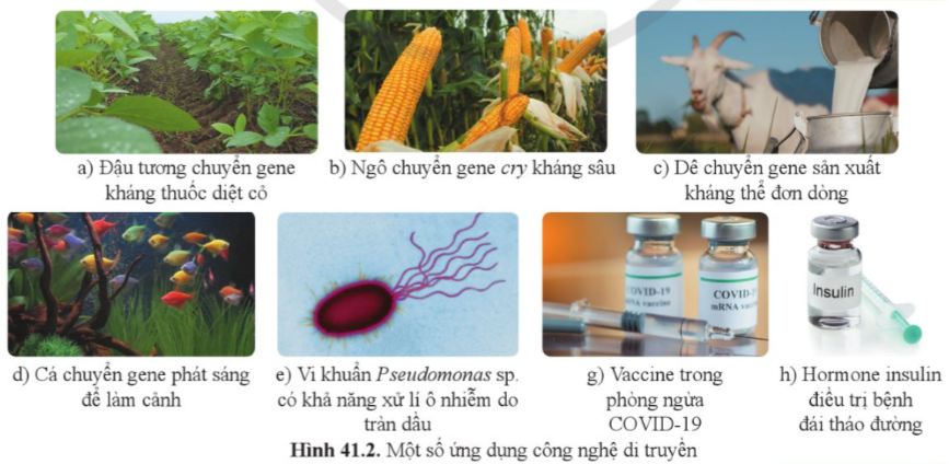 I. SLIDE ĐIỆN TỬ KÌ 2 SINH HỌC 9 CÁNH DIỀU Giáo án điện tử KHTN 9 cánh diều - Phân môn Sinh học Bài 39: Di truyền liên kết và cơ chế xác định giới tínhGiáo án điện tử KHTN 9 cánh diều - Phân môn Sinh học Bài 40: Di truyền học ngườiGiáo án điện tử KHTN 9 cánh diều - Phân môn Sinh học Bài 41: Ứng dụng công nghệ di truyền vào đời sốngGiáo án điện tử KHTN 9 cánh diều - Phân môn Sinh học Bài tập (Chủ đề 11)Giáo án điện tử KHTN 9 cánh diều - Phân môn Sinh học Bài 42: Giới thiệu về tiến hóa, chọn lọc nhân tạo và chọn lọc tự nhiênGiáo án điện tử KHTN 9 cánh diều - Phân môn Sinh học Bài 43: Cơ chế tiến hóaGiáo án điện tử KHTN 9 cánh diều - Phân môn Sinh học Bài 44: Sự phát sinh và phát triển sự sống trên Trái ĐấtGiáo án điện tử KHTN 9 cánh diều - Phân môn Sinh học Bài tập (Chủ đề 12)Giáo án điện tử KHTN 9 cánh diều - Phân môn Sinh học Bài Ôn tập giữa học kì 2Giáo án điện tử KHTN 9 cánh diều - Phân môn Sinh học Bài Ôn tập học kì 2BÀI 41: ỨNG DỤNG CÔNG NGHỆ DI TRUYỀN VÀO ĐỜI SỐNGMỞ ĐẦUInsulin được sử dụng trong điều trị bệnh đái tháo đường ở người. Để tạo ra insulin với số lượng lớn và có độ tinh khiết cao, các nhà khoa học đã chuyển gene mã hoá hormone insulin từ tế bào người vào cơ thể vi khuẩn hoặc nấm men. Theo em, việc sản xuất insulin bằng phương pháp này là ứng dụng của công nghệ nào?I. ỨNG DỤNG CÔNG NGHỆ DI TRUYỀNQuan sát hình 41.1, cho biết:a) Các bước thực hiện để tạo DNA tái tổ hợp mang gene mục tiêu.b) Gene mục tiêu có vai trò gì trong cơ thể sinh vật mới?Vi sinh vật có ưu điểm gì để các nhà khoa học thường lựa chọn làm đối tượng chuyển gene trong ứng dụng làm sạch môi trường?Nêu một số loại vaccine phòng ngừa bệnh ở người mà em biết.Cho ví dụ cụ thể một sản phẩm của ứng dụng công nghệ sinh học trong lĩnh vực an toàn sinh học.Hình 41.2 minh hoạ một số ví dụ về ứng dụng công nghệ di truyền trong thực tiễn. Hãy sắp xếp các ứng dụng này vào từng lĩnh vực tương ứng ở trên.II. ĐẠO ĐỨC SINH HỌC TRONG NGHIÊN CỨU VÀ ỨNG DỤNG CÔNG NGHỆ DI TRUYỀNa) Cho ví dụ về rủi ro có thể gặp phải khi ứng dụng công nghệ di truyền trong cuộc sống.b) Nêu những nguyên tắc đạo đức sinh học cần áp dụng để hạn chế những rủi ro nêu trên.Tìm hiểu một số sản phẩm ứng dụng công nghệ di truyền ở địa phương em.------------------------- Còn tiếp -------------------------BÀI 43: CƠ CHẾ TIẾN HÓAMỞ ĐẦUSự thay đổi của sinh vật trong quá trình phát triển cá thể có được xem là tiến hóa không? Vì sao?I. QUAN ĐIỂM CỦA LAMARCK VỀ CƠ CHẾ TIẾN HÓAQuan sát hình 43.1 và mô tả quá trình hình thành cổ dài của hươu cao cổ theo quan điểm của Lamarck. II. QUAN ĐIỂM CỦA DARWIN VỀ CƠ CHẾ TIẾN HÓAQuan sát hình 43.2, mô tả quá trình hình thành cổ dài của hươu cao cổ theo quan điểm của Darwin.Dựa vào hình 43.3, cho biết Darwin giải thích như thế nào về sự đa dạng của sinh giới và nguồn gốc sinh vật.III. MỘT SỐ LUẬN ĐIỂM VỀ TIẾN HÓA THEO QUAN ĐIỂM CỦA THUYẾT TIẾN HÓA TỔNG HỢP HIỆN ĐẠIQuan sát hình 43.4 và nêu ảnh hưởng của các nhân tố tiến hoá đối với tỉ lệ allele của quần thể.Tiến hoá nhỏ và tiến hoá lớn khác nhau như thế nào?Chiều dài trung bình của cá tuyết đại tây dương (Gadus morhua) bốn năm tuổi ở Vịnh St. Lawrence, Canada giảm từ 43 cm năm 1971 xuống 33 cm năm 2011. Đây là ví dụ minh hoạ cho tiến hoá nhỏ hay tiến hoá lớn?Thuốc AZT làm giảm lượng virus HIV trong máu bệnh nhân AIDS, làm tăng chất lượng và kéo dài cuộc sống của bệnh nhân AIDS. Tuy nhiên, virus HIV kháng thuốc AZT xuất hiện chỉ sau 06 tháng điều trị. Hãy giải thích sự hình thành virus HIV kháng thuốc AZT theo quan điểm của Lamarck, Darwin và thuyết tiến hoá tổng hợp hiện đại.------------------------- Còn tiếp -------------------------II. BÀI TẬP TỰ LUẬN KÌ 2 SINH HỌC 9 CÁNH DIỀU 