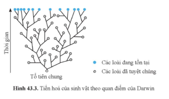 I. SLIDE ĐIỆN TỬ KÌ 2 SINH HỌC 9 CÁNH DIỀU Giáo án điện tử KHTN 9 cánh diều - Phân môn Sinh học Bài 39: Di truyền liên kết và cơ chế xác định giới tínhGiáo án điện tử KHTN 9 cánh diều - Phân môn Sinh học Bài 40: Di truyền học ngườiGiáo án điện tử KHTN 9 cánh diều - Phân môn Sinh học Bài 41: Ứng dụng công nghệ di truyền vào đời sốngGiáo án điện tử KHTN 9 cánh diều - Phân môn Sinh học Bài tập (Chủ đề 11)Giáo án điện tử KHTN 9 cánh diều - Phân môn Sinh học Bài 42: Giới thiệu về tiến hóa, chọn lọc nhân tạo và chọn lọc tự nhiênGiáo án điện tử KHTN 9 cánh diều - Phân môn Sinh học Bài 43: Cơ chế tiến hóaGiáo án điện tử KHTN 9 cánh diều - Phân môn Sinh học Bài 44: Sự phát sinh và phát triển sự sống trên Trái ĐấtGiáo án điện tử KHTN 9 cánh diều - Phân môn Sinh học Bài tập (Chủ đề 12)Giáo án điện tử KHTN 9 cánh diều - Phân môn Sinh học Bài Ôn tập giữa học kì 2Giáo án điện tử KHTN 9 cánh diều - Phân môn Sinh học Bài Ôn tập học kì 2BÀI 41: ỨNG DỤNG CÔNG NGHỆ DI TRUYỀN VÀO ĐỜI SỐNGMỞ ĐẦUInsulin được sử dụng trong điều trị bệnh đái tháo đường ở người. Để tạo ra insulin với số lượng lớn và có độ tinh khiết cao, các nhà khoa học đã chuyển gene mã hoá hormone insulin từ tế bào người vào cơ thể vi khuẩn hoặc nấm men. Theo em, việc sản xuất insulin bằng phương pháp này là ứng dụng của công nghệ nào?I. ỨNG DỤNG CÔNG NGHỆ DI TRUYỀNQuan sát hình 41.1, cho biết:a) Các bước thực hiện để tạo DNA tái tổ hợp mang gene mục tiêu.b) Gene mục tiêu có vai trò gì trong cơ thể sinh vật mới?Vi sinh vật có ưu điểm gì để các nhà khoa học thường lựa chọn làm đối tượng chuyển gene trong ứng dụng làm sạch môi trường?Nêu một số loại vaccine phòng ngừa bệnh ở người mà em biết.Cho ví dụ cụ thể một sản phẩm của ứng dụng công nghệ sinh học trong lĩnh vực an toàn sinh học.Hình 41.2 minh hoạ một số ví dụ về ứng dụng công nghệ di truyền trong thực tiễn. Hãy sắp xếp các ứng dụng này vào từng lĩnh vực tương ứng ở trên.II. ĐẠO ĐỨC SINH HỌC TRONG NGHIÊN CỨU VÀ ỨNG DỤNG CÔNG NGHỆ DI TRUYỀNa) Cho ví dụ về rủi ro có thể gặp phải khi ứng dụng công nghệ di truyền trong cuộc sống.b) Nêu những nguyên tắc đạo đức sinh học cần áp dụng để hạn chế những rủi ro nêu trên.Tìm hiểu một số sản phẩm ứng dụng công nghệ di truyền ở địa phương em.------------------------- Còn tiếp -------------------------BÀI 43: CƠ CHẾ TIẾN HÓAMỞ ĐẦUSự thay đổi của sinh vật trong quá trình phát triển cá thể có được xem là tiến hóa không? Vì sao?I. QUAN ĐIỂM CỦA LAMARCK VỀ CƠ CHẾ TIẾN HÓAQuan sát hình 43.1 và mô tả quá trình hình thành cổ dài của hươu cao cổ theo quan điểm của Lamarck. II. QUAN ĐIỂM CỦA DARWIN VỀ CƠ CHẾ TIẾN HÓAQuan sát hình 43.2, mô tả quá trình hình thành cổ dài của hươu cao cổ theo quan điểm của Darwin.Dựa vào hình 43.3, cho biết Darwin giải thích như thế nào về sự đa dạng của sinh giới và nguồn gốc sinh vật.III. MỘT SỐ LUẬN ĐIỂM VỀ TIẾN HÓA THEO QUAN ĐIỂM CỦA THUYẾT TIẾN HÓA TỔNG HỢP HIỆN ĐẠIQuan sát hình 43.4 và nêu ảnh hưởng của các nhân tố tiến hoá đối với tỉ lệ allele của quần thể.Tiến hoá nhỏ và tiến hoá lớn khác nhau như thế nào?Chiều dài trung bình của cá tuyết đại tây dương (Gadus morhua) bốn năm tuổi ở Vịnh St. Lawrence, Canada giảm từ 43 cm năm 1971 xuống 33 cm năm 2011. Đây là ví dụ minh hoạ cho tiến hoá nhỏ hay tiến hoá lớn?Thuốc AZT làm giảm lượng virus HIV trong máu bệnh nhân AIDS, làm tăng chất lượng và kéo dài cuộc sống của bệnh nhân AIDS. Tuy nhiên, virus HIV kháng thuốc AZT xuất hiện chỉ sau 06 tháng điều trị. Hãy giải thích sự hình thành virus HIV kháng thuốc AZT theo quan điểm của Lamarck, Darwin và thuyết tiến hoá tổng hợp hiện đại.------------------------- Còn tiếp -------------------------II. BÀI TẬP TỰ LUẬN KÌ 2 SINH HỌC 9 CÁNH DIỀU 