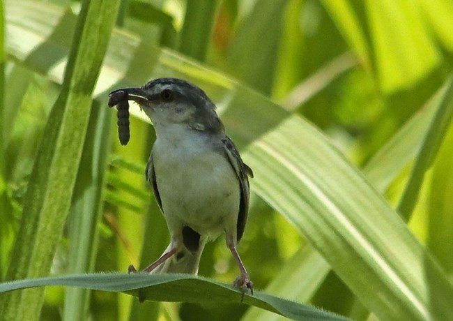 CHUYÊN ĐỀ 2. KIỂM SOÁT SINH HỌC