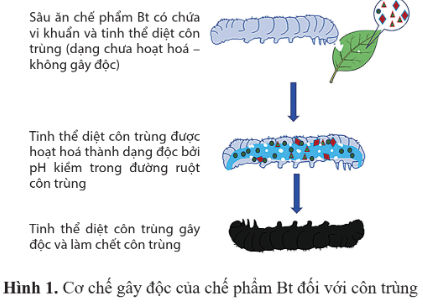 ÔN TẬP CHUYÊN ĐỀ 2