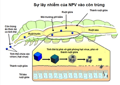 CHUYÊN ĐỀ 2. KIỂM SOÁT SINH HỌC