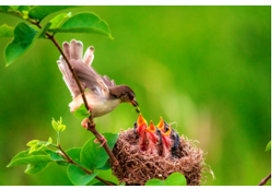 THỰC HÀNH ĐỌC HIỂU: CHÍCH BÔNG ƠI!