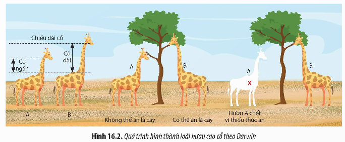 BÀI 16: QUAN NIỆM CỦA DARWIN VỀ CHỌN LỌC TỰ NHIÊN VÀ HÌNH THÀNH LOÀI