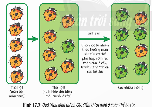 BÀI 17: THUYẾT TIẾN HÓA TỔNG HỢP HIỆN ĐẠI