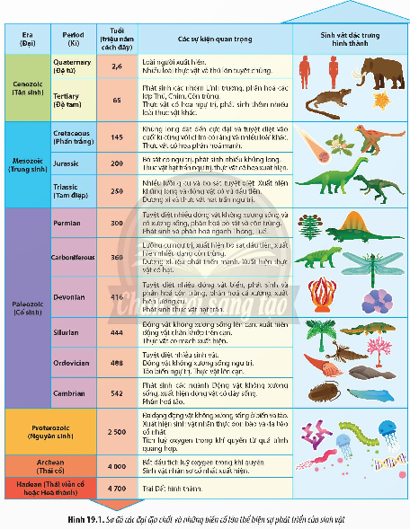 BÀI 19: SỰ PHÁT TRIỂN SỰ SỐNG 